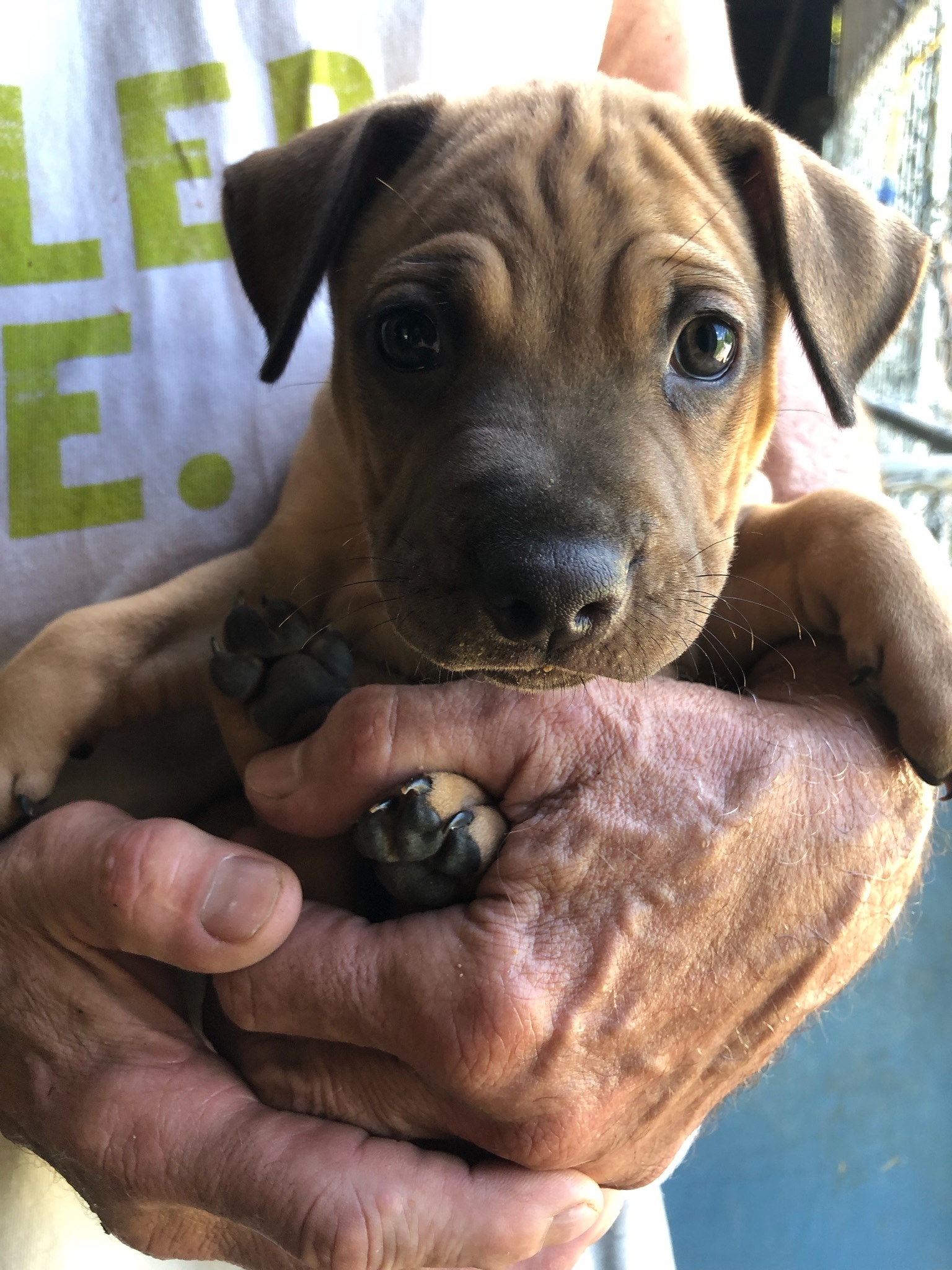 SAGE, a Adoptable mixed breed in Plainfield, IN image 1/6
