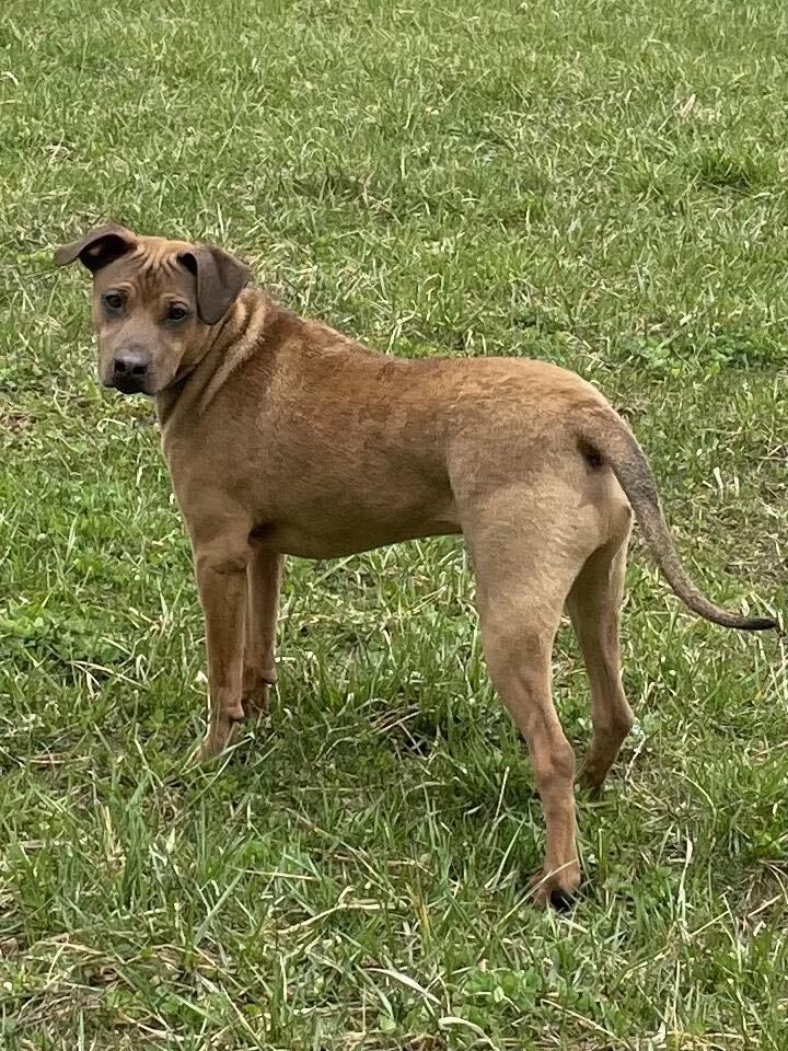 SAGE, a Adoptable mixed breed in Plainfield, IN image 2/6