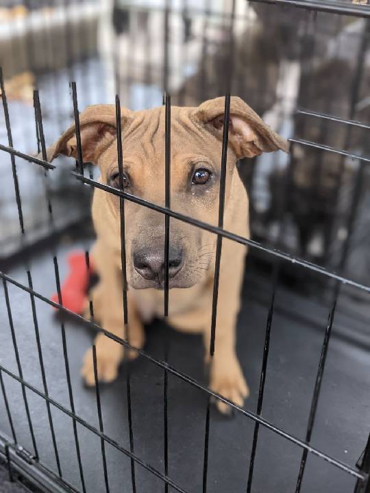 SAGE, a Adoptable mixed breed in Plainfield, IN image 3/6