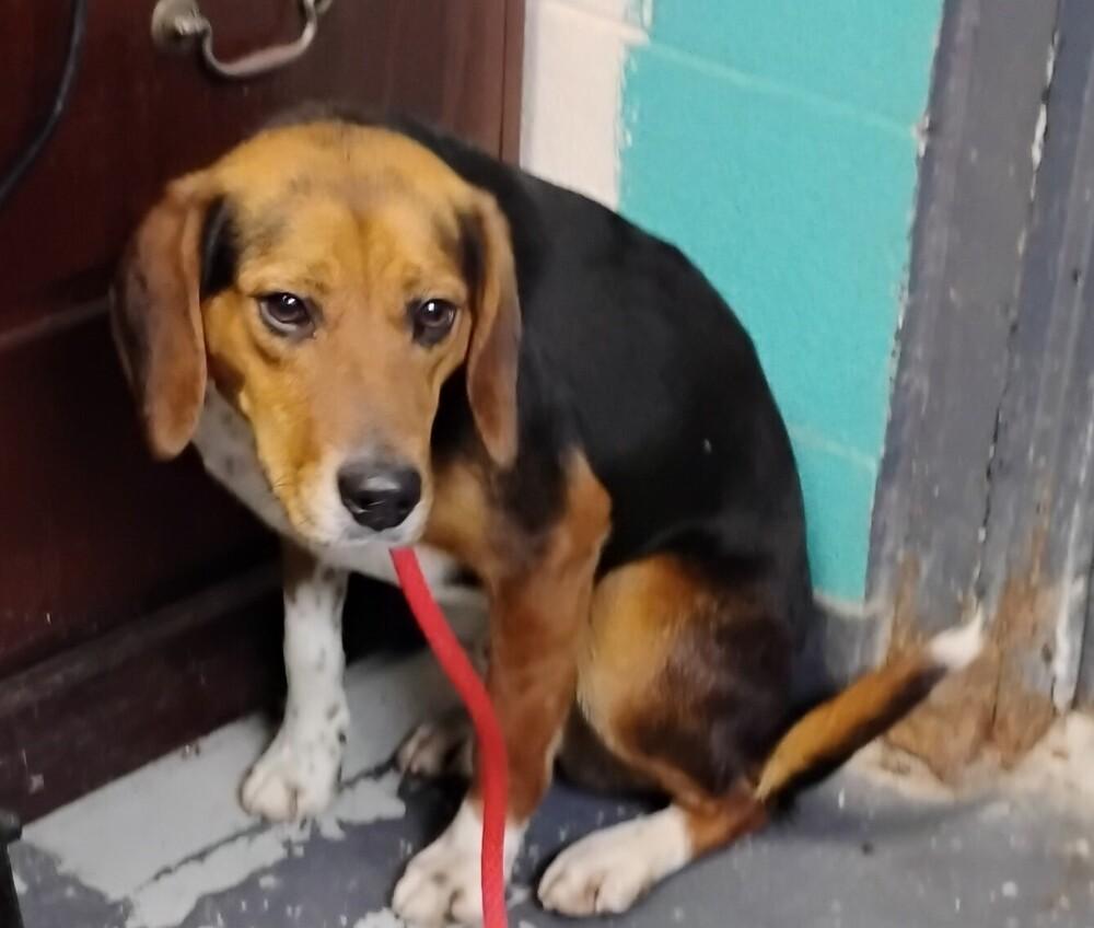 Larry #60, Adoptable, Adult Male Beagle.