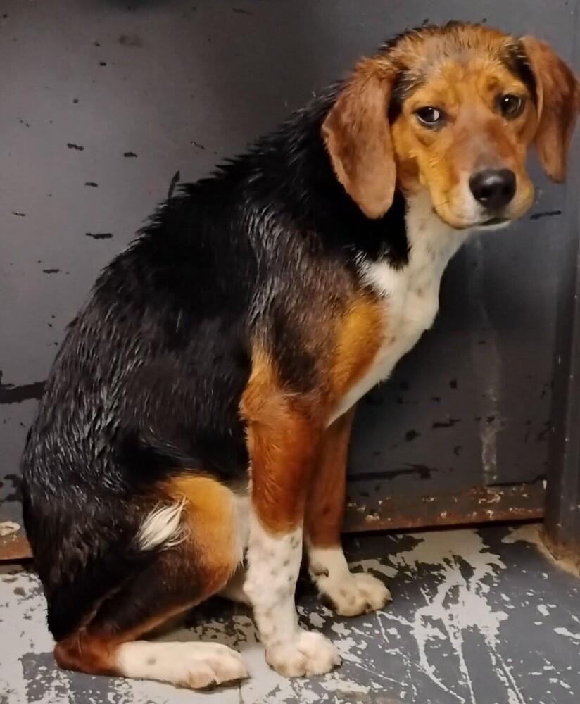 Enlarge Larry #60, a Adoptable Beagle in New Lexington, OH image 2/2