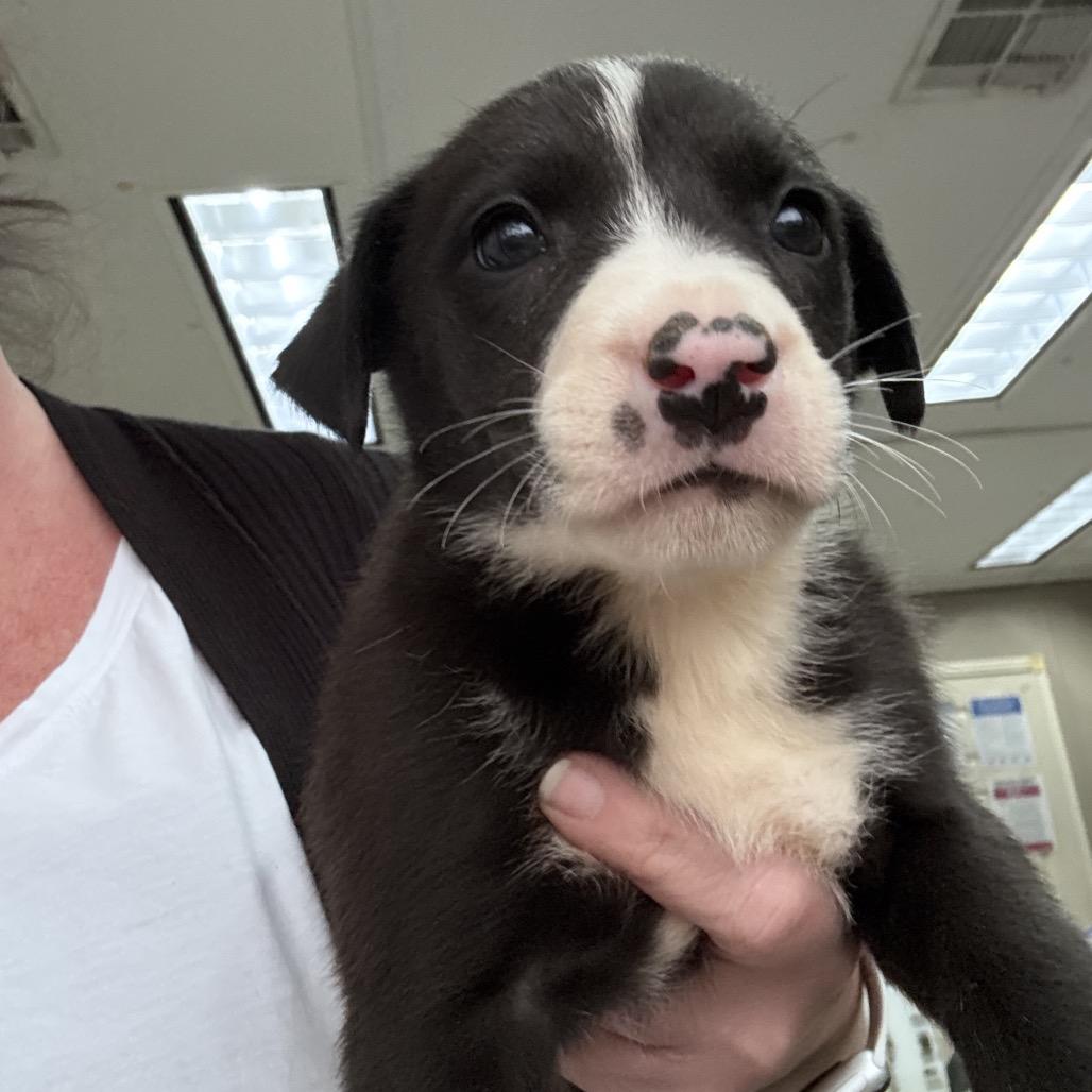 Enlarge Narnia, a Adoptable mixed breed in Hattiesburg, MS image 2/2