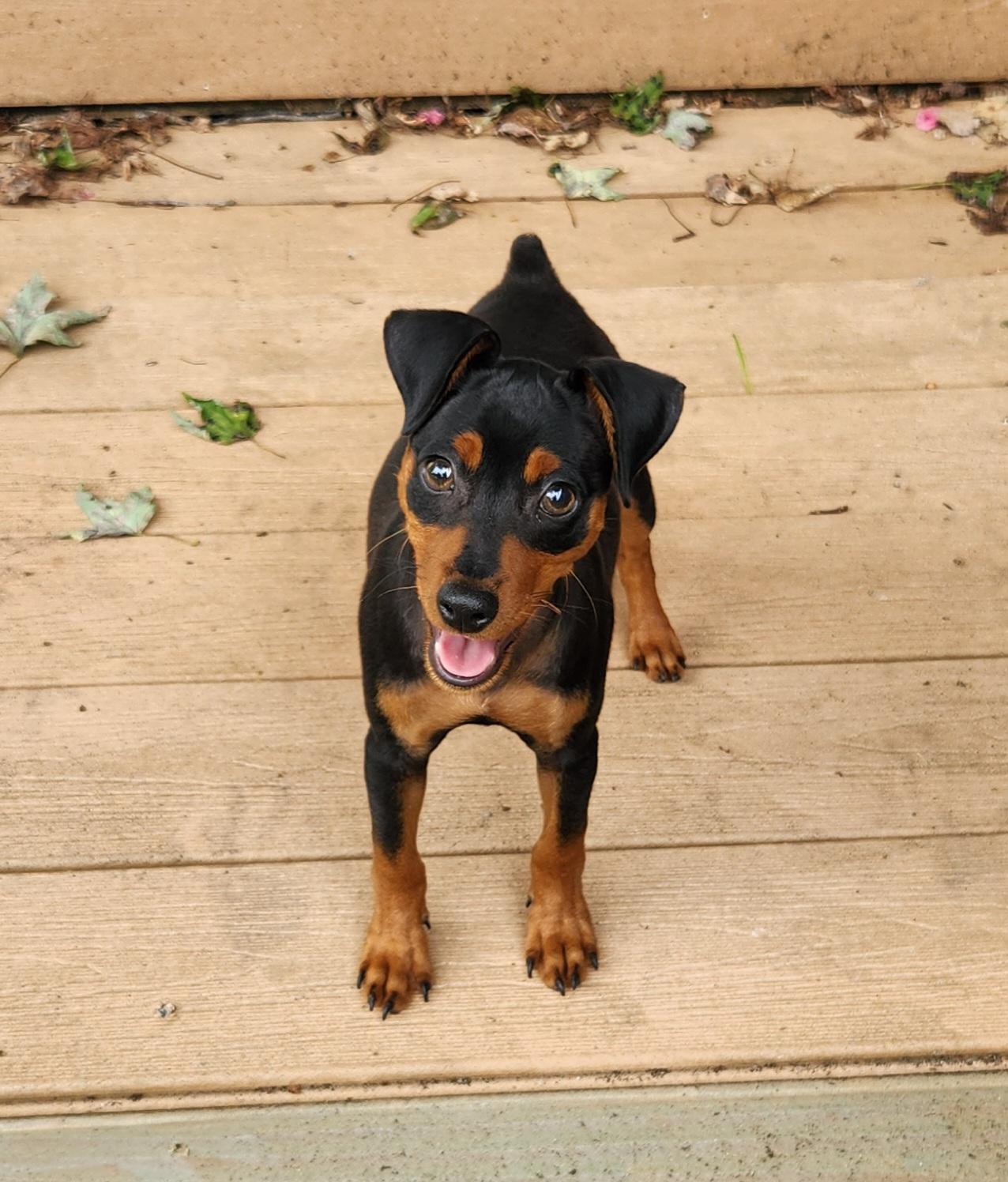 Enlarge Spike, a ADOPTABLE Miniature Pinscher in Liberty Center, OH image 6/6