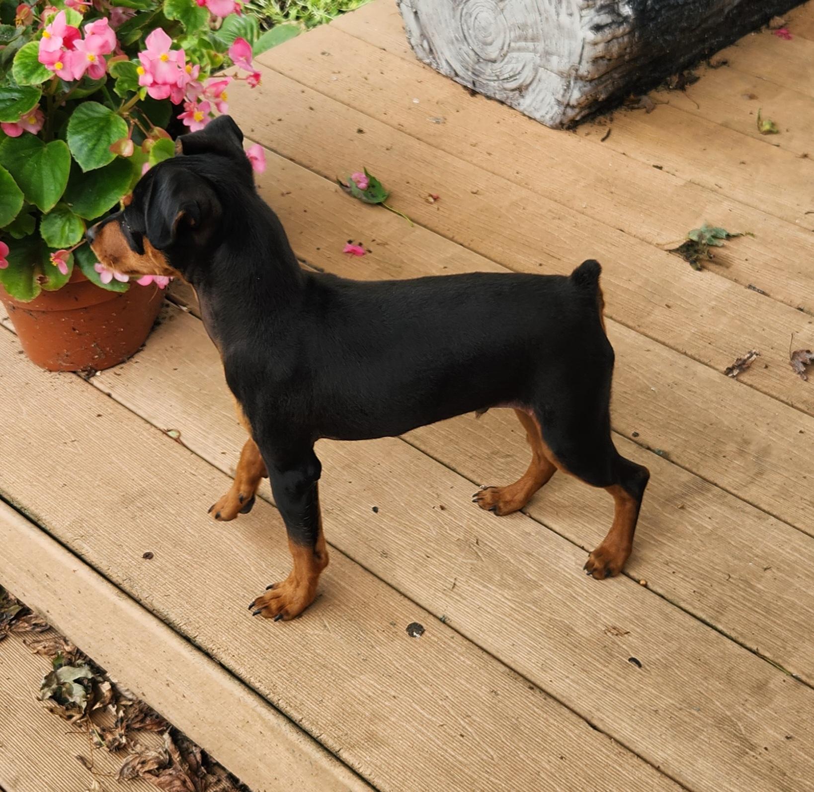 Enlarge Spike, a ADOPTABLE Miniature Pinscher in Liberty Center, OH image 4/6