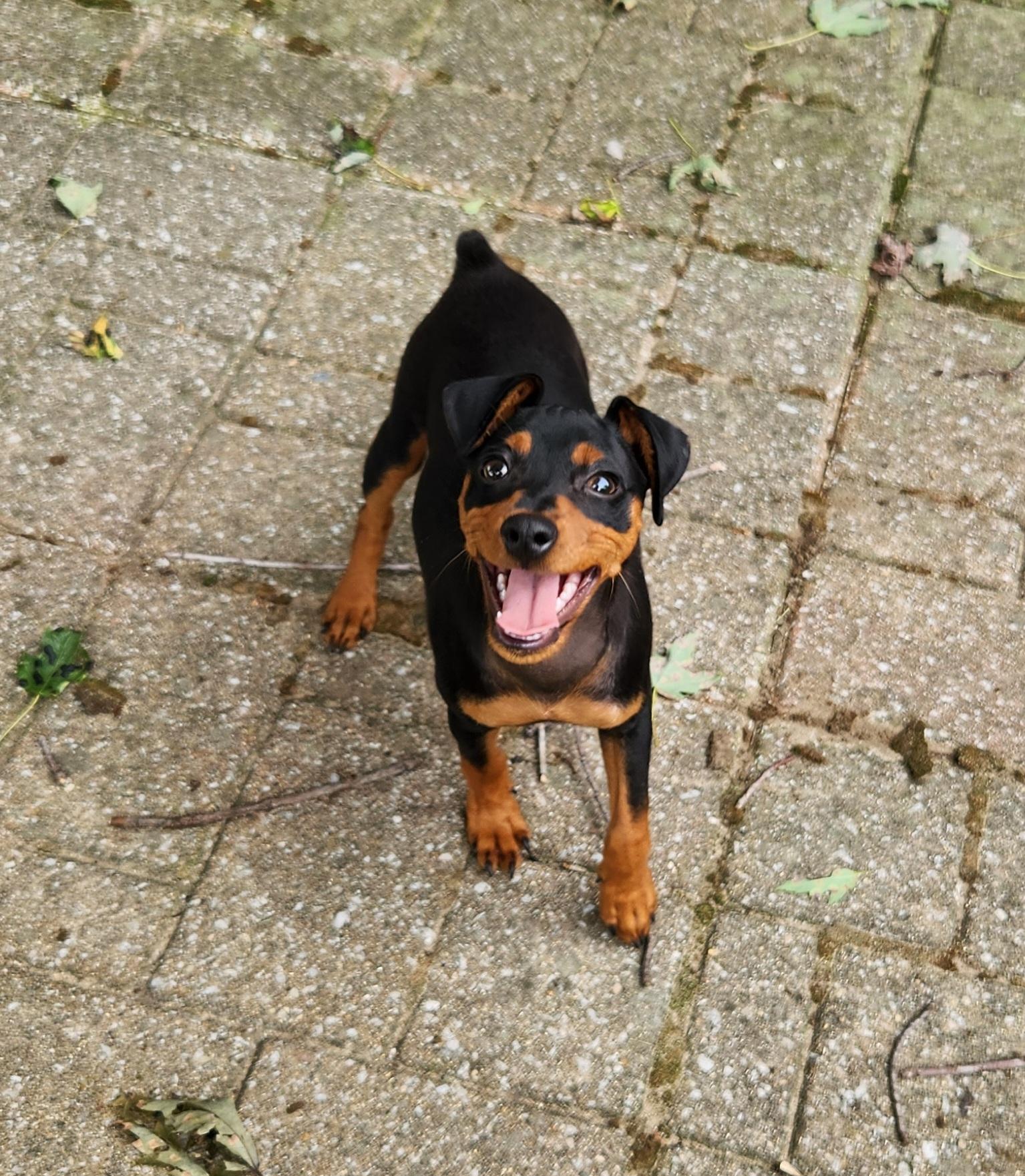Enlarge Spike, a ADOPTABLE Miniature Pinscher in Liberty Center, OH image 3/6
