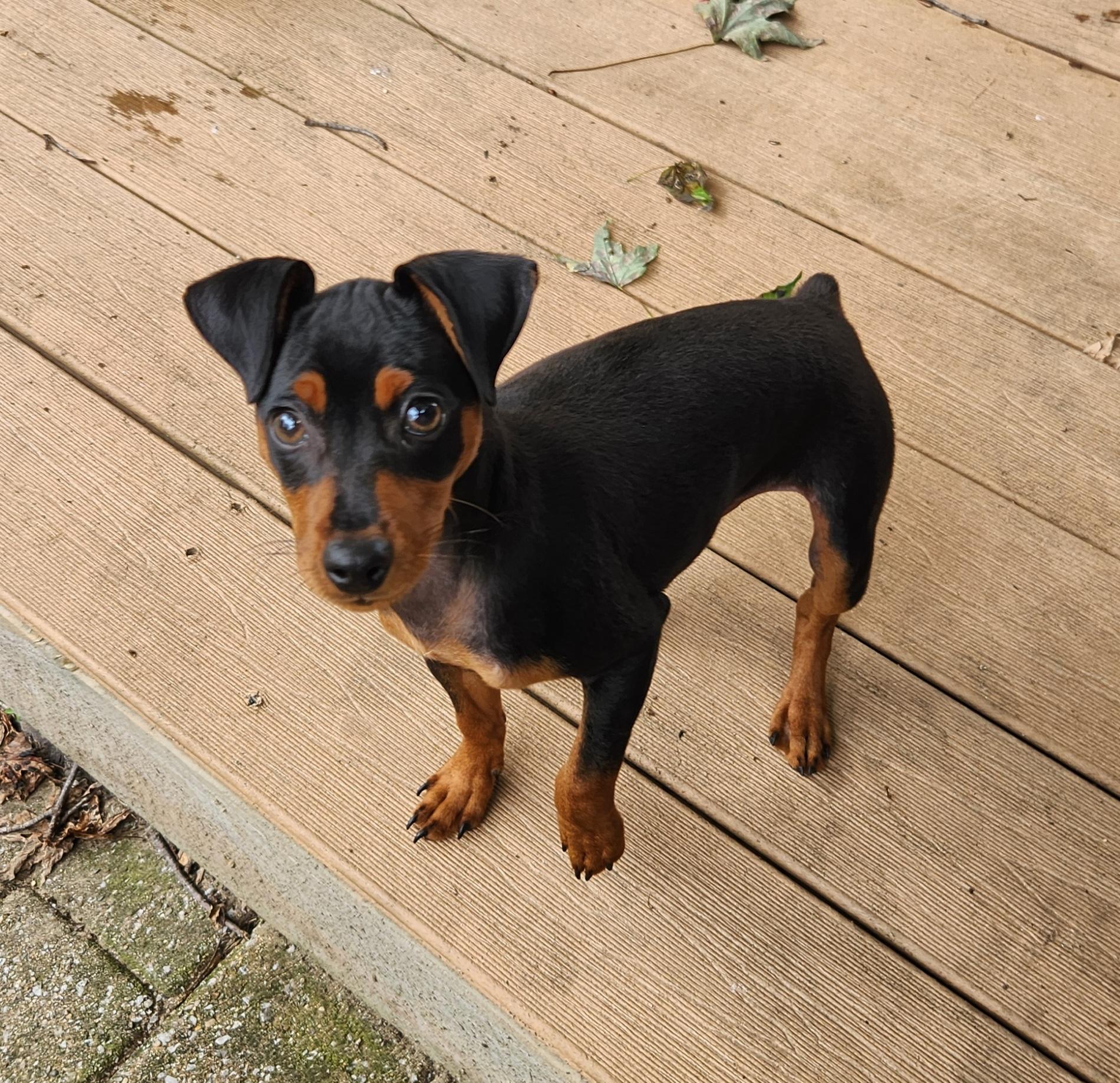 Enlarge Spike, a ADOPTABLE Miniature Pinscher in Liberty Center, OH image 2/6
