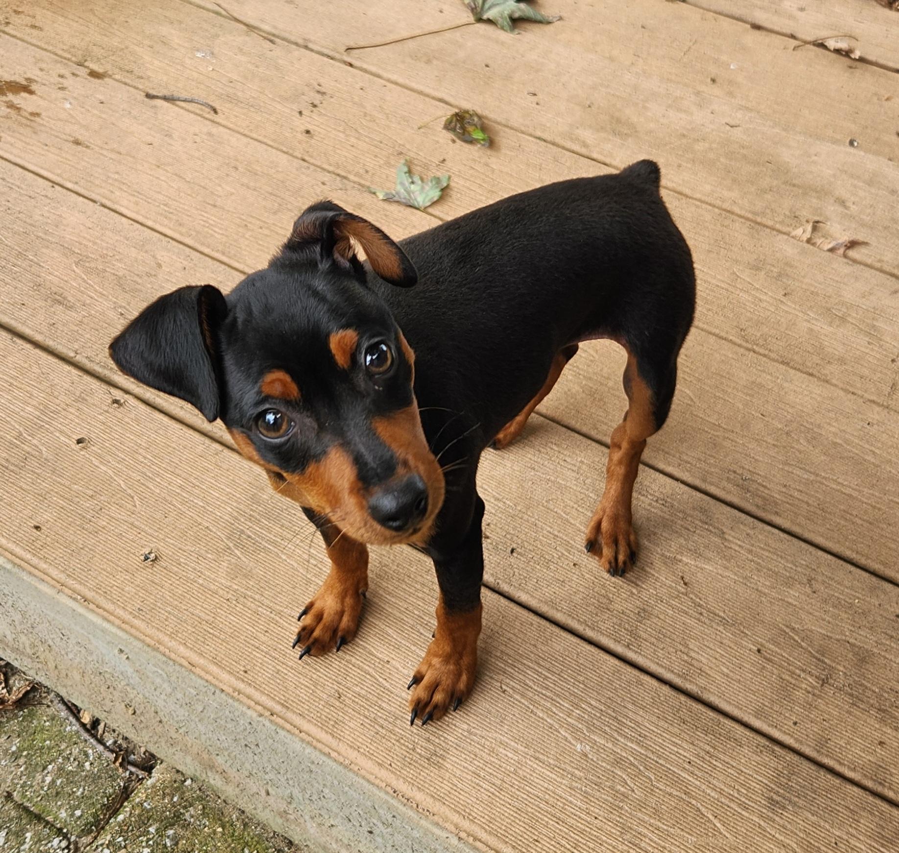 Spike, ADOPTABLE, Puppy Male Miniature Pinscher.