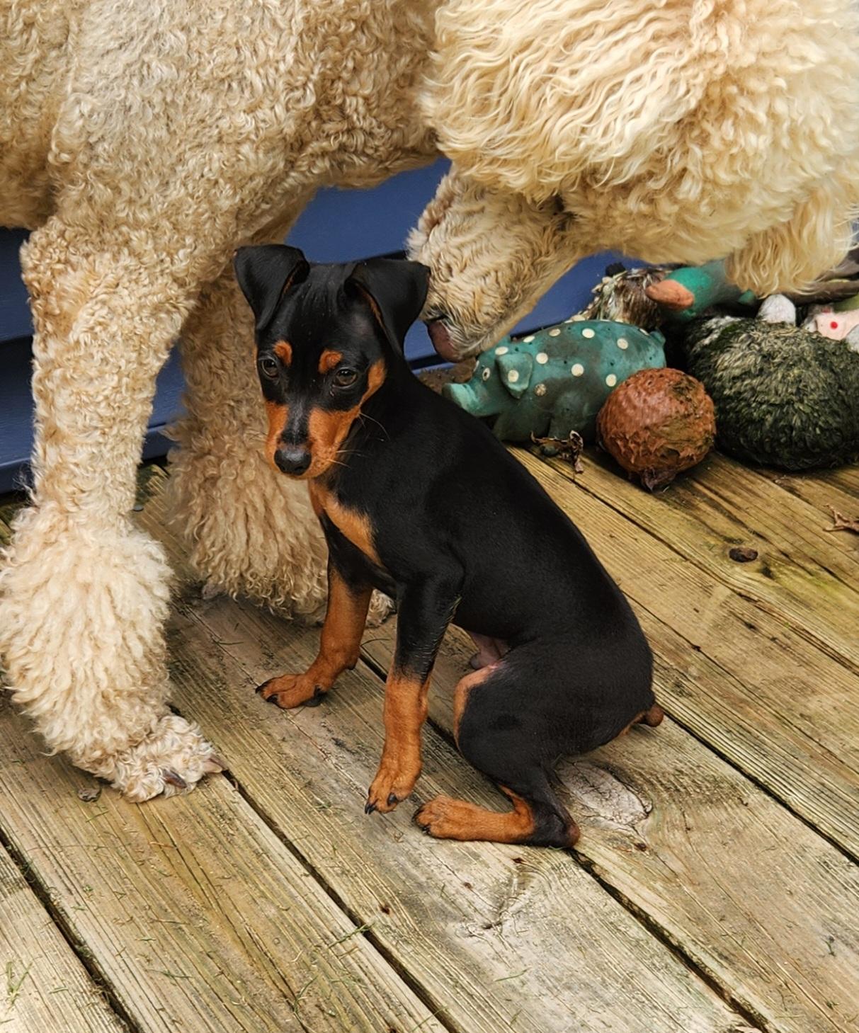Enlarge Spike, a ADOPTABLE Miniature Pinscher in Liberty Center, OH image 5/6