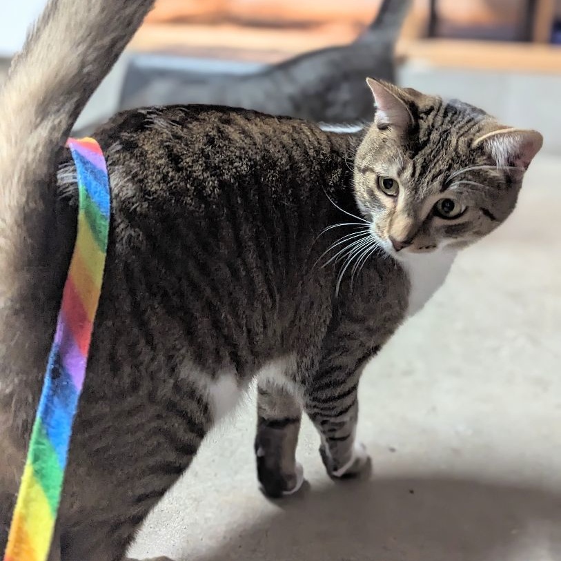 Enlarge Felix, a Adoptable Tabby in Fairborn, OH image 1/5