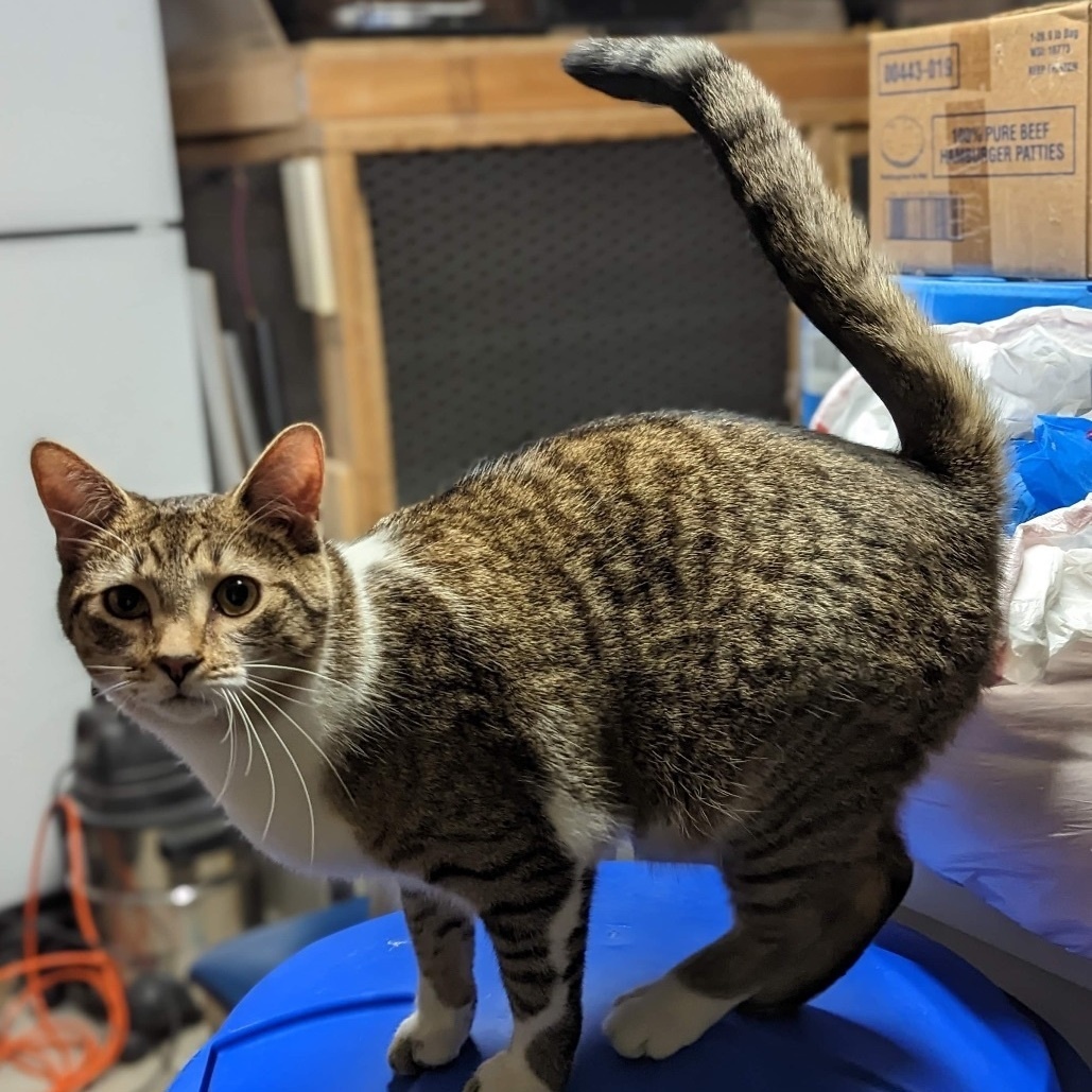 Enlarge Felix, a Adoptable Tabby in Fairborn, OH image 5/5