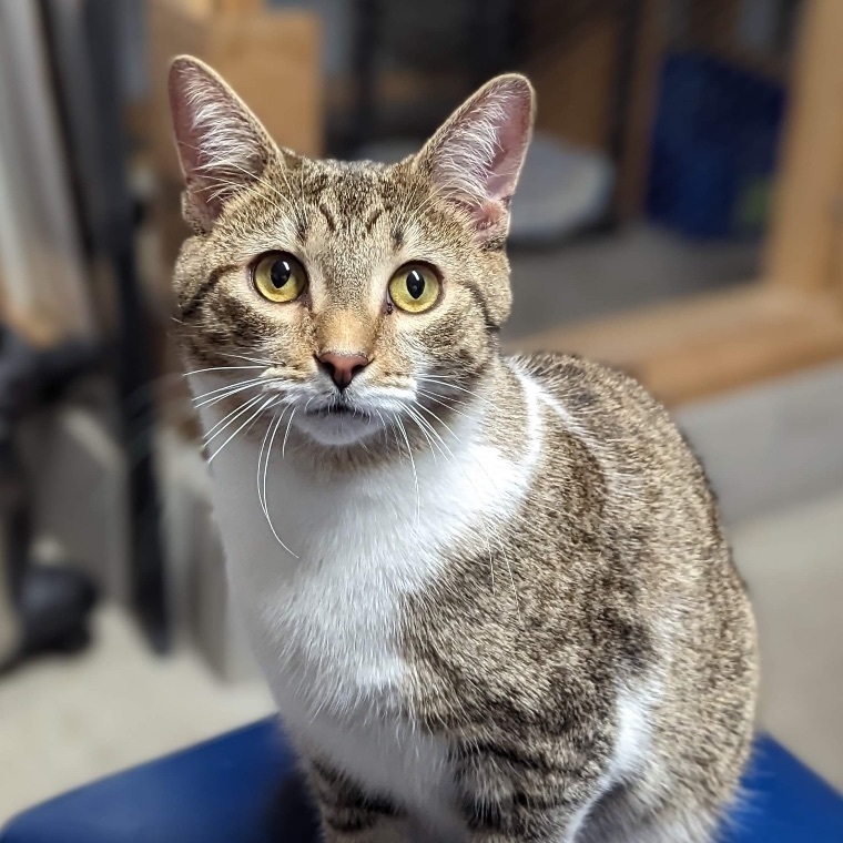 Enlarge Felix, a Adoptable Tabby in Fairborn, OH image 2/5