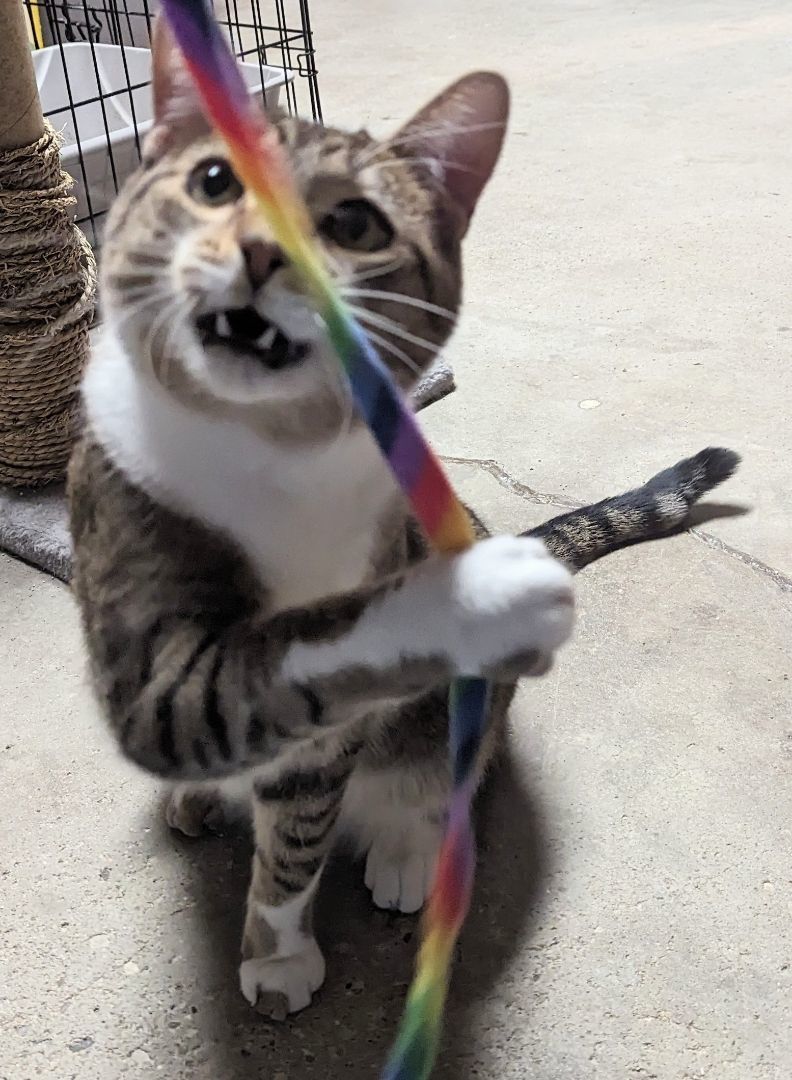 Felix, Adoptable, Adult Male Tabby.