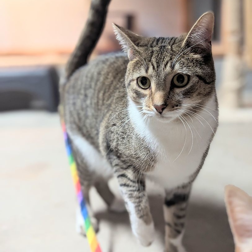 Enlarge Felix, a Adoptable Tabby in Fairborn, OH image 3/5