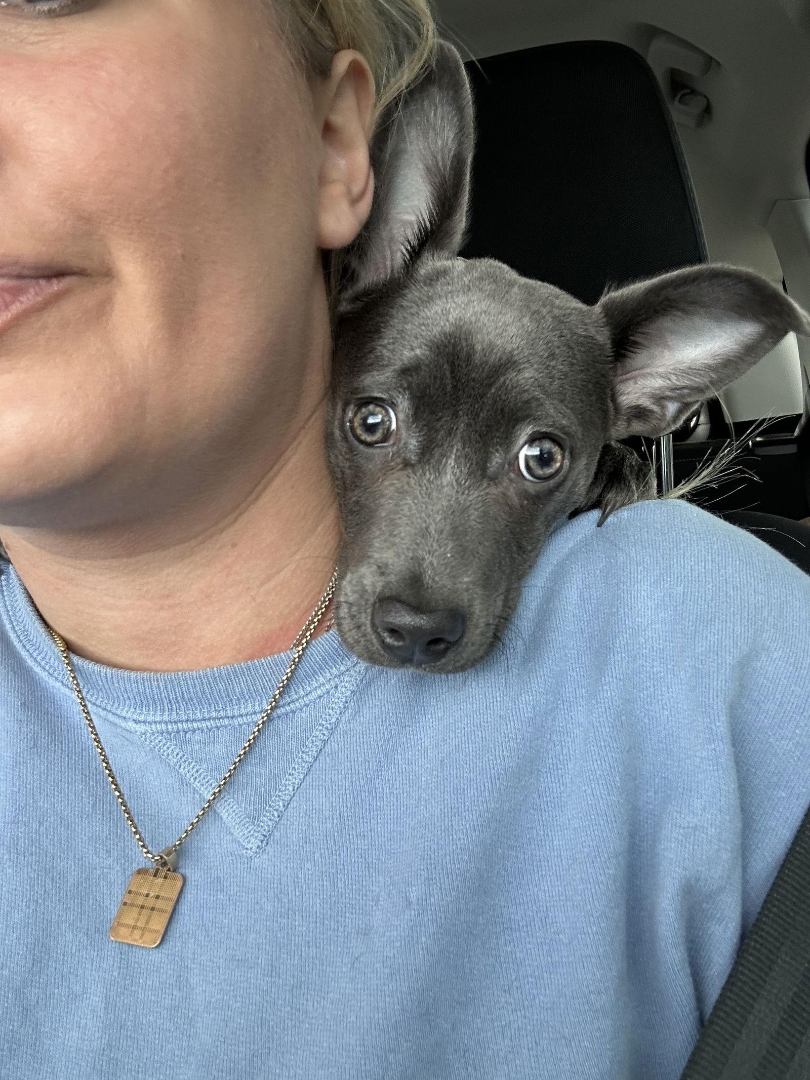 Annie, Adoptable, Young Female Miniature Pinscher.