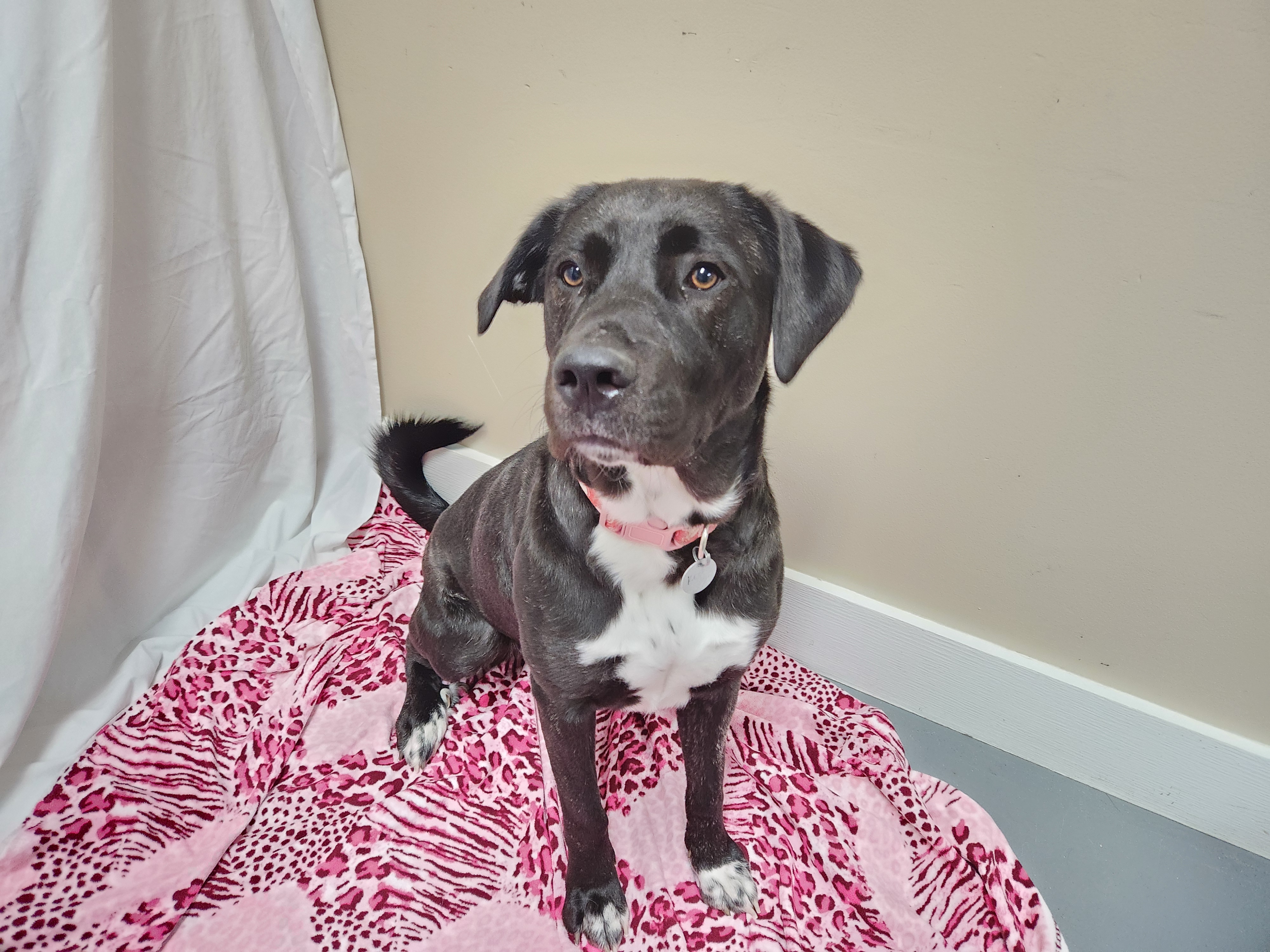 Koda Bear, a Adoptable mixed breed in Hawk Point, MO image 1/4