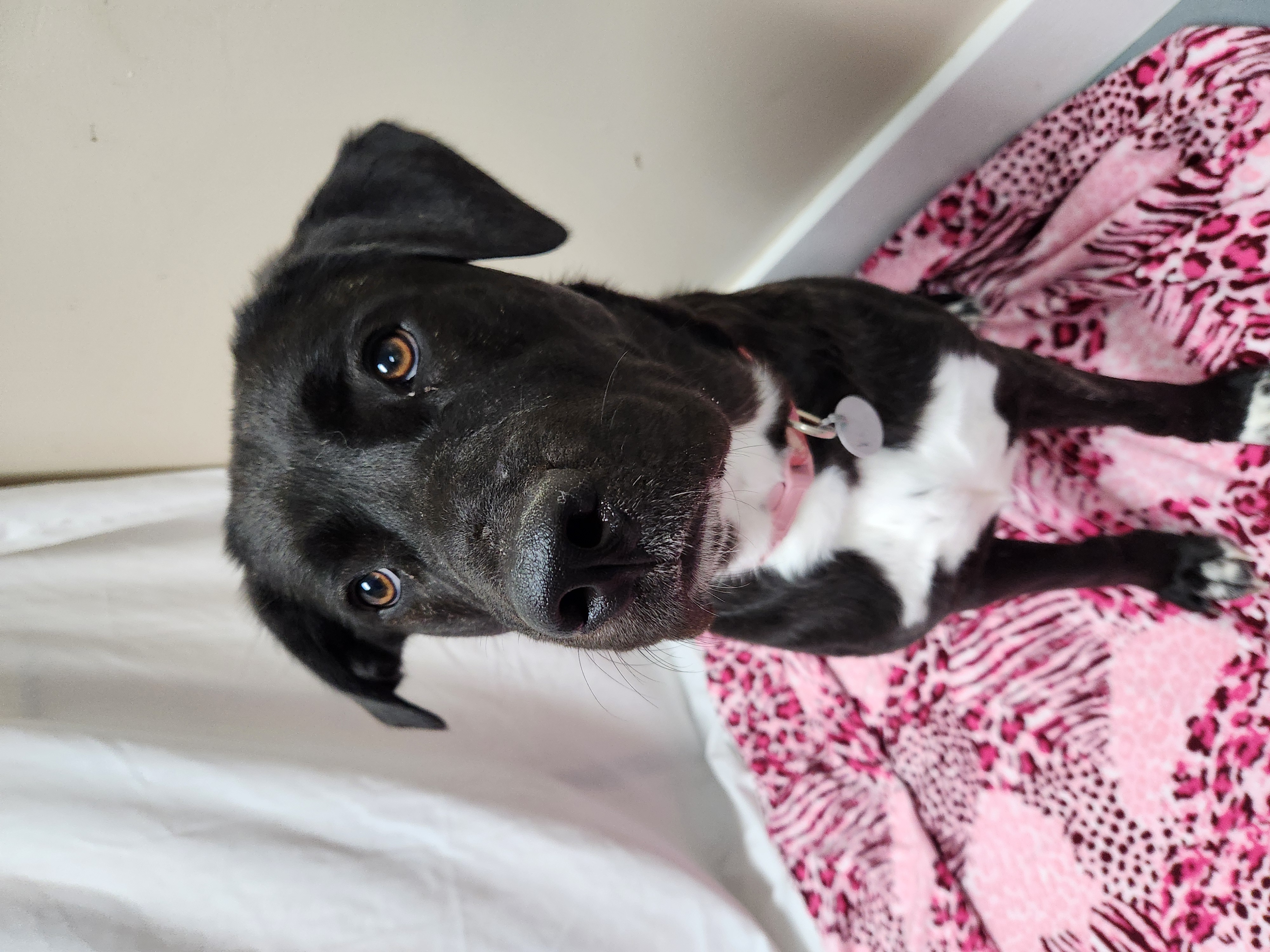 Koda Bear, a Adoptable mixed breed in Hawk Point, MO image 2/4