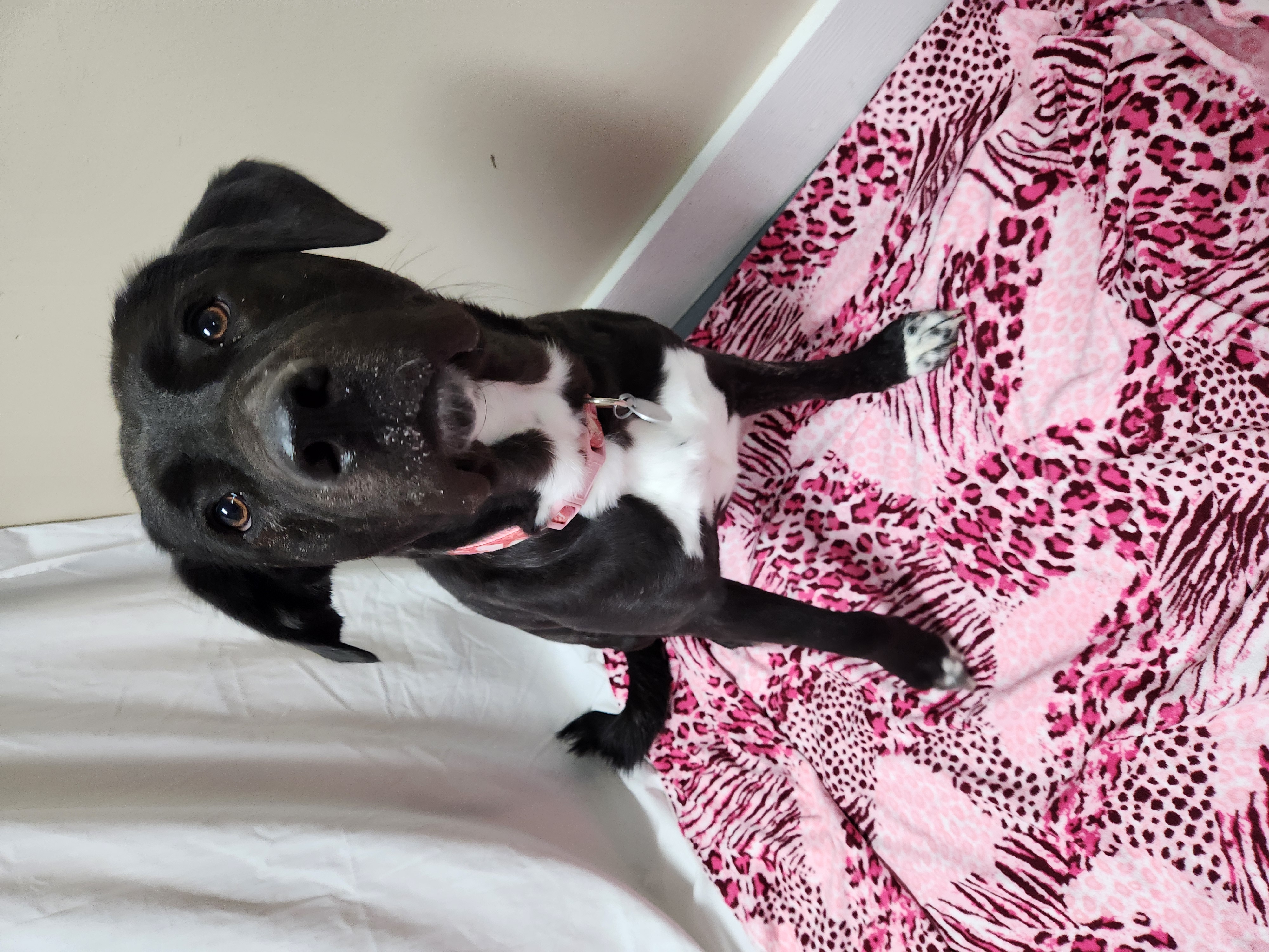 Koda Bear, a Adoptable mixed breed in Hawk Point, MO image 3/4