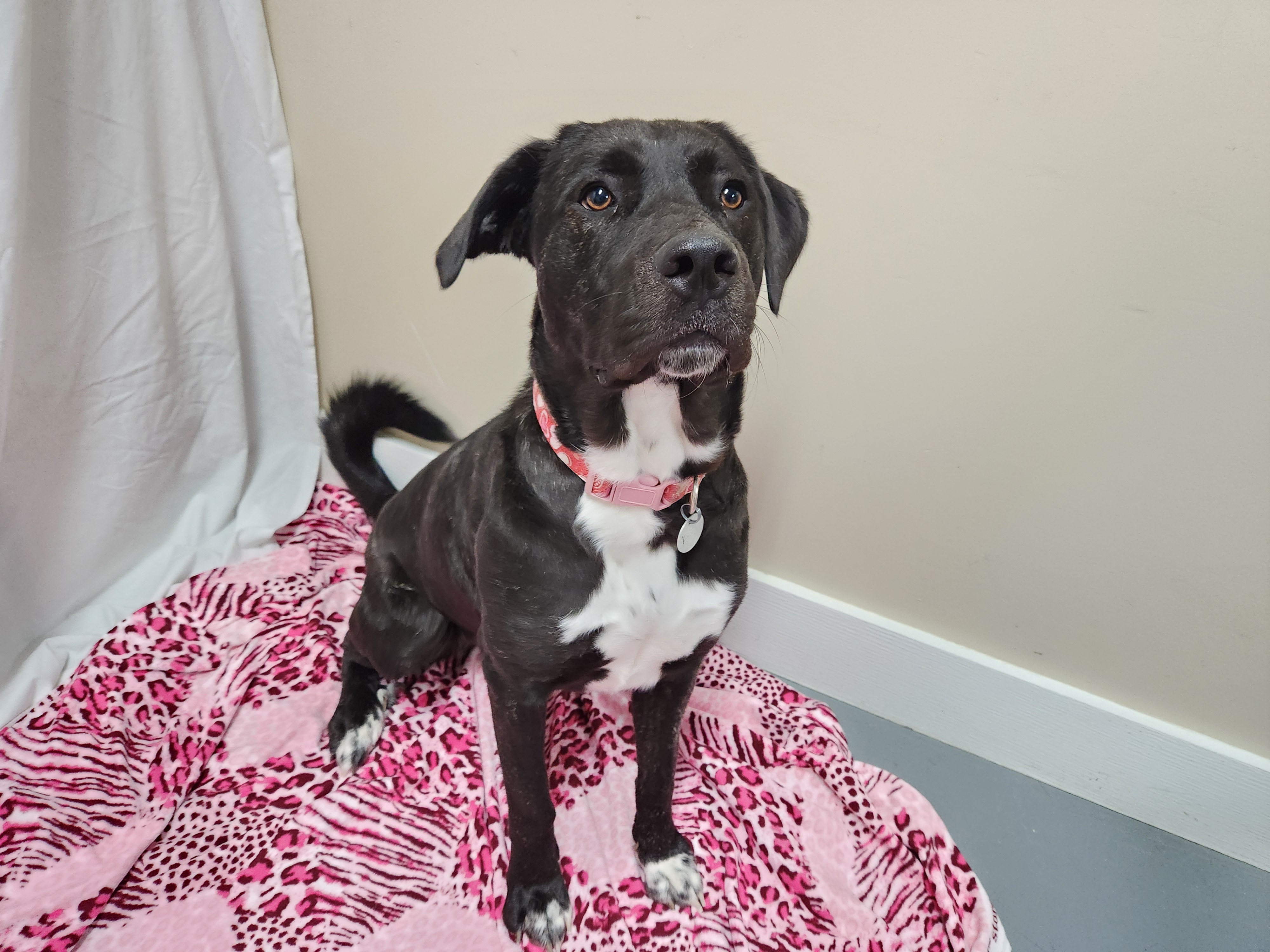 Koda Bear, a Adoptable mixed breed in Hawk Point, MO image 4/4