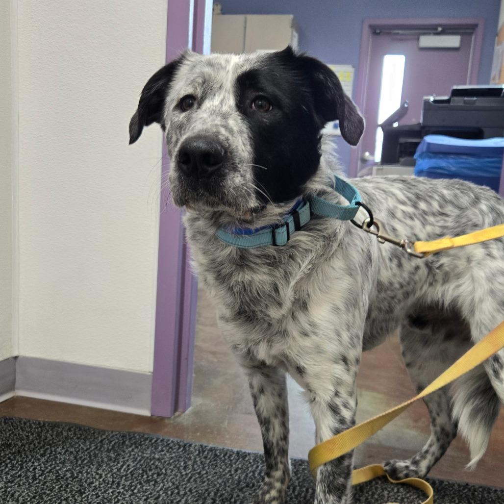 Jaeger, Adoptable, Adult Male Australian Cattle Dog / Blue Heeler & Mixed Breed.