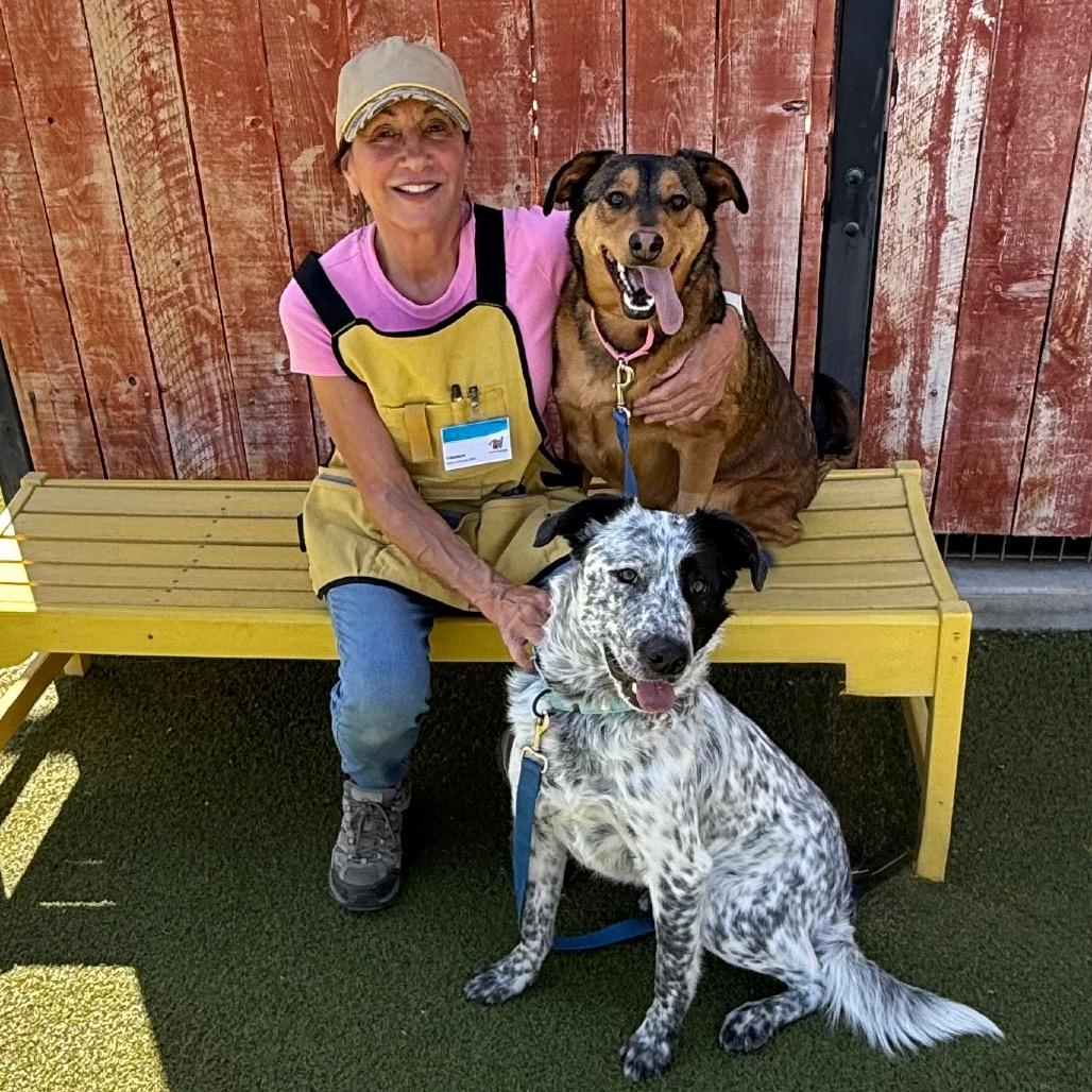 Enlarge Jaeger, a Adoptable mixed breed in Albuquerque, NM image 3/6