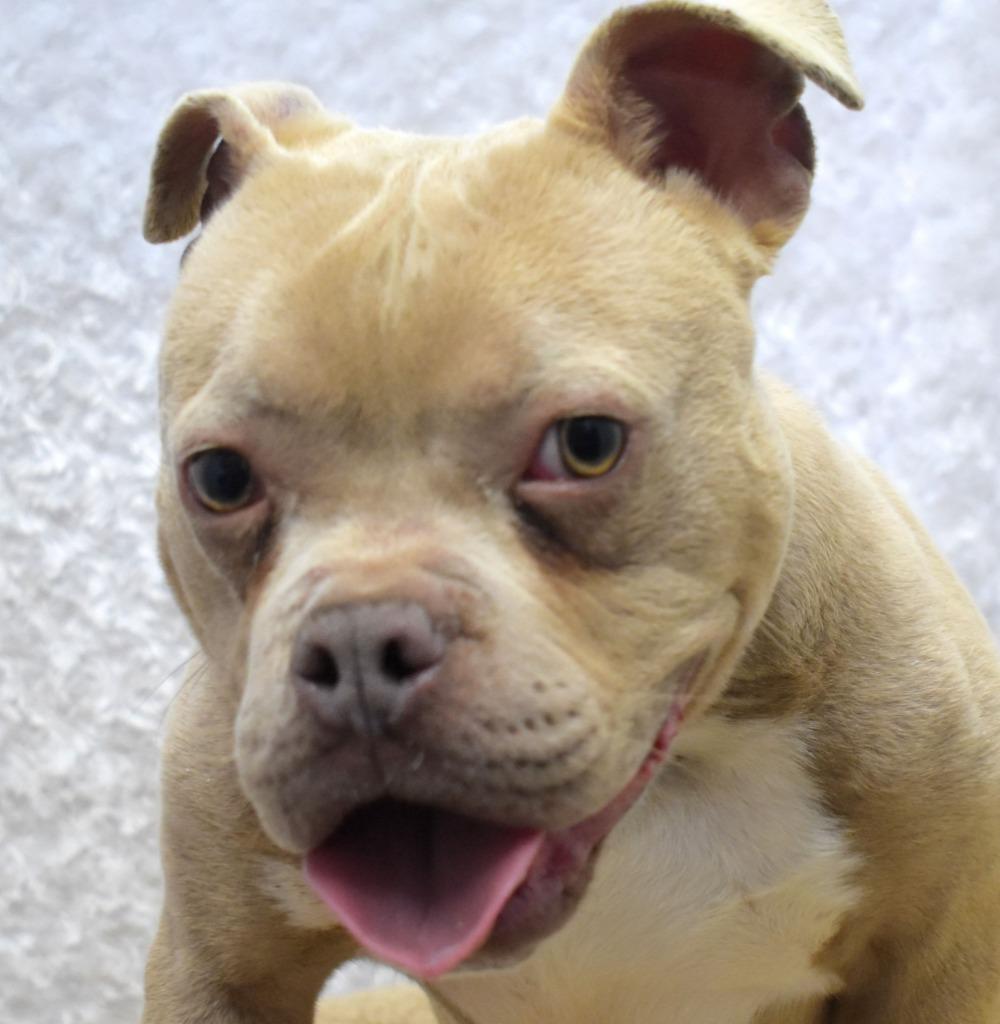 Mongo, Adoptable, Adult Male Pit Bull Terrier.