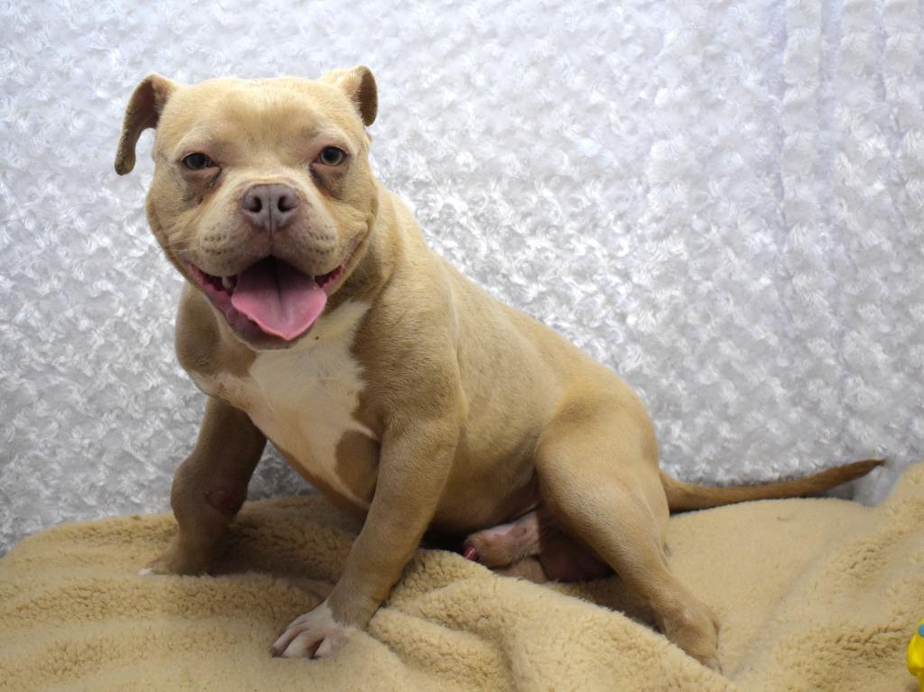 Enlarge Mongo, a Adoptable Pit Bull Terrier in Springfield, OH image 2/6