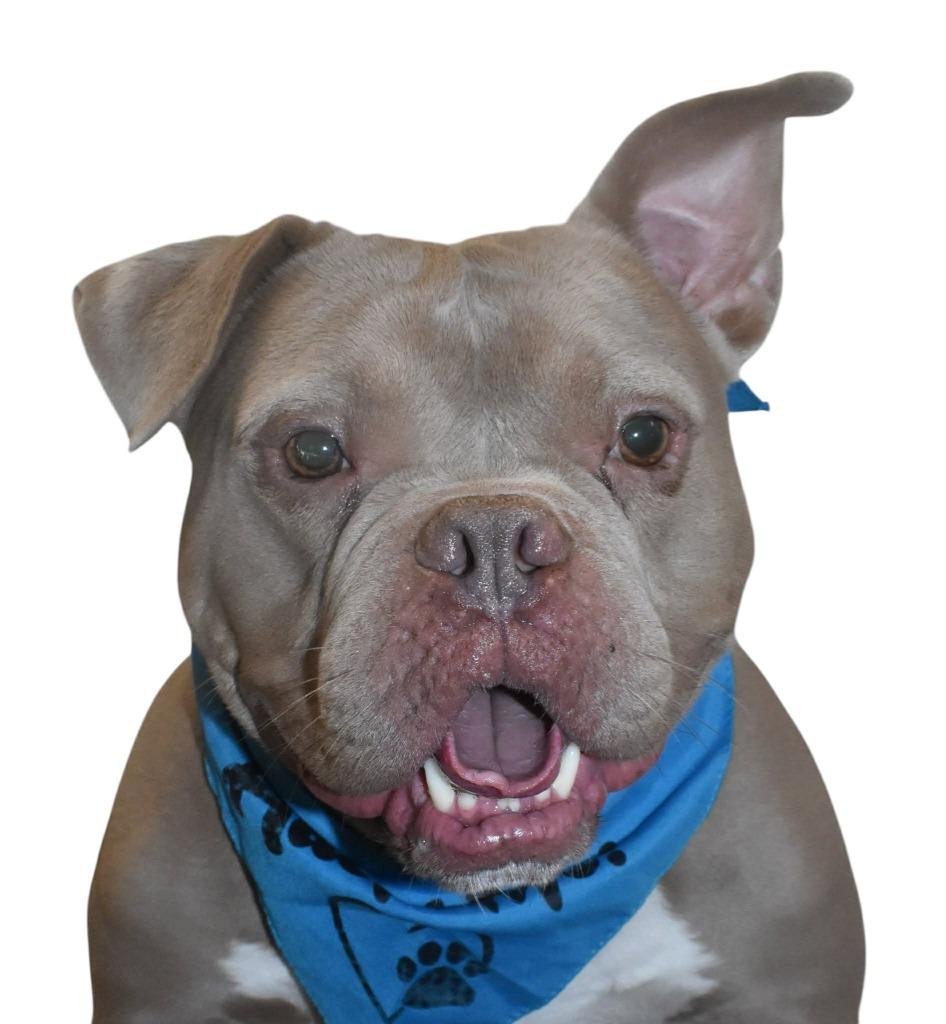 Enlarge Mongo, a Adoptable Pit Bull Terrier in Springfield, OH image 3/6