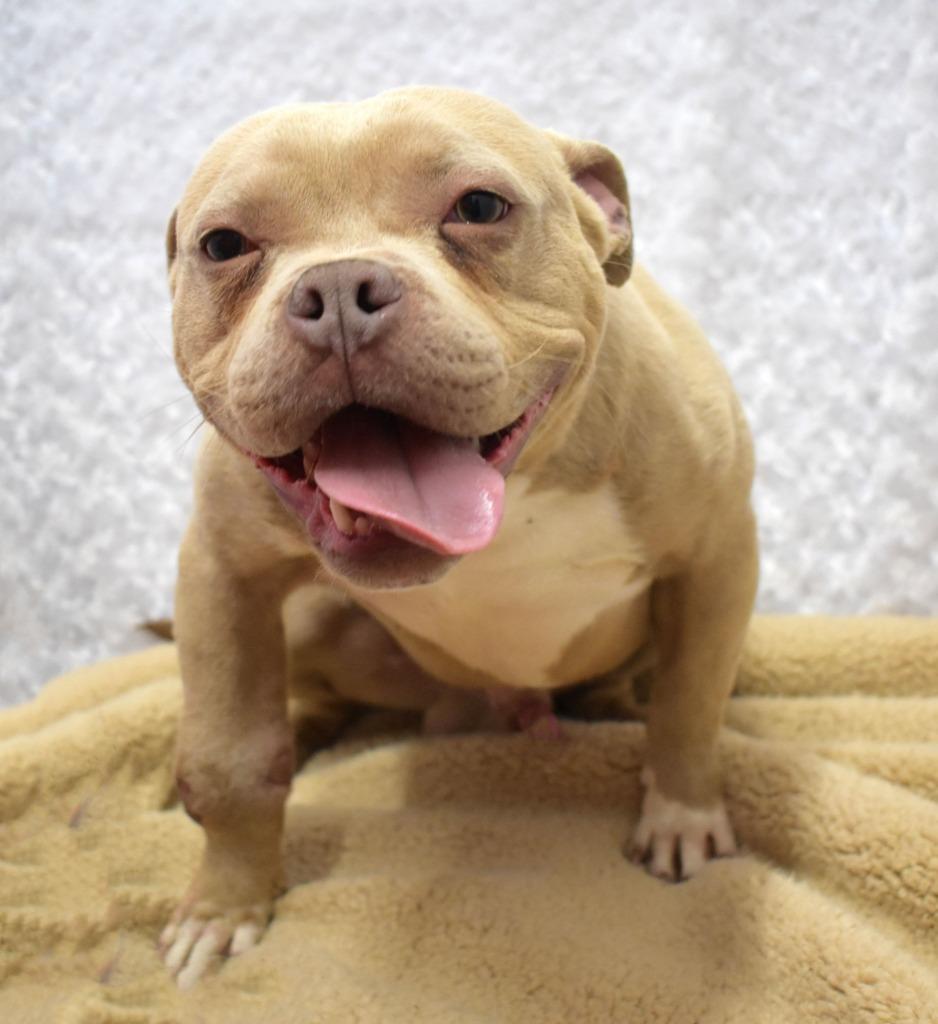 Enlarge Mongo, a Adoptable Pit Bull Terrier in Springfield, OH image 4/6