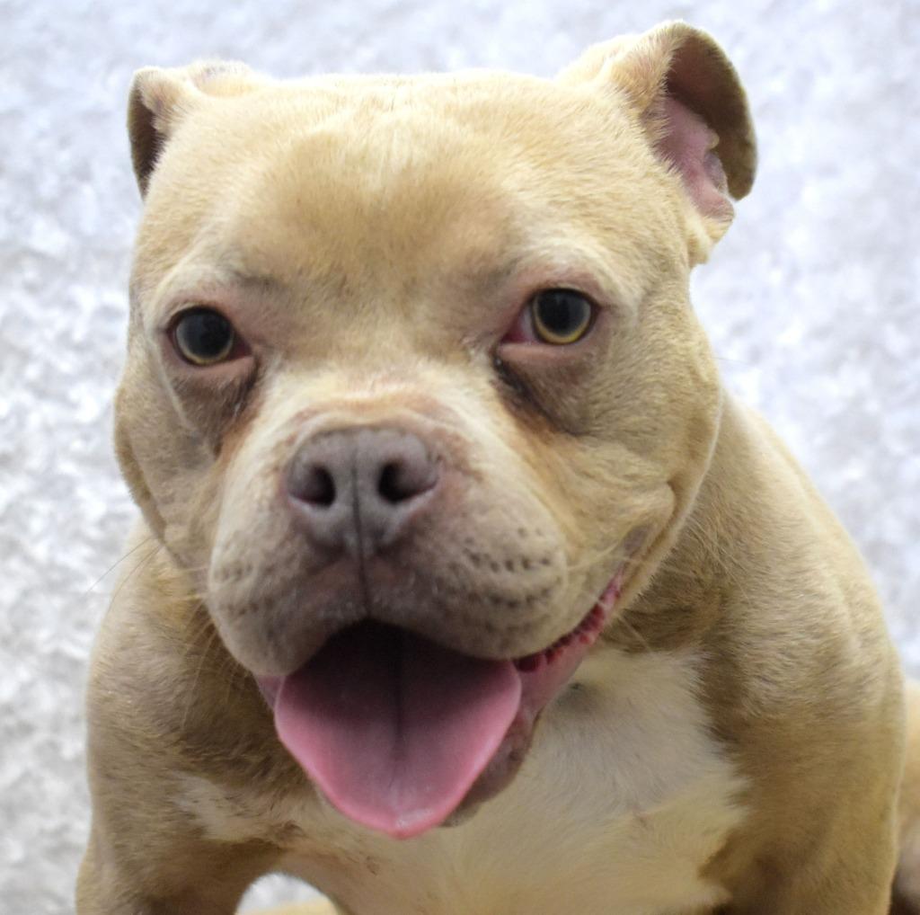 Enlarge Mongo, a Adoptable Pit Bull Terrier in Springfield, OH image 5/6