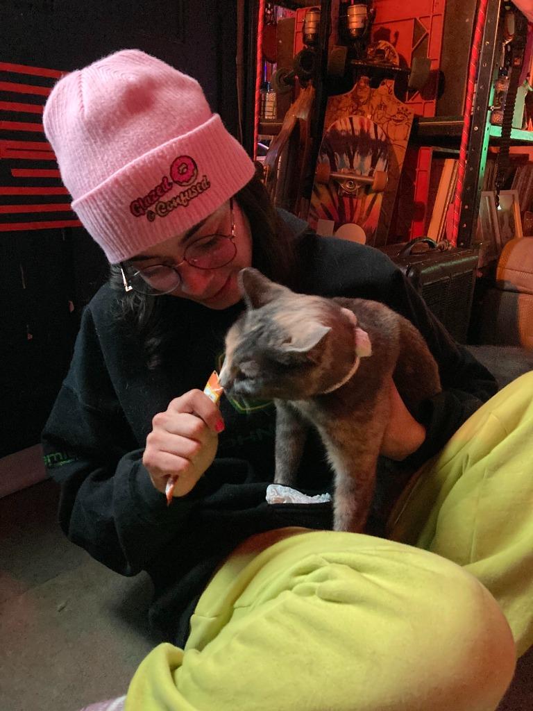 MiMi, Adoptable, Young Female Domestic Short Hair.