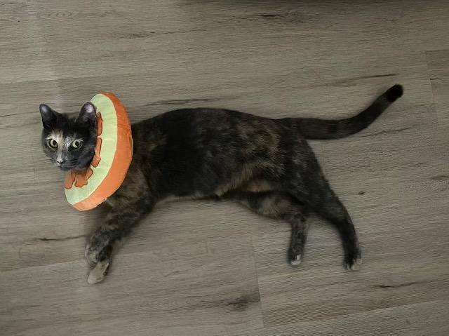 Enlarge MiMi, a Adoptable Domestic Short Hair in Arthur, ON image 2/5