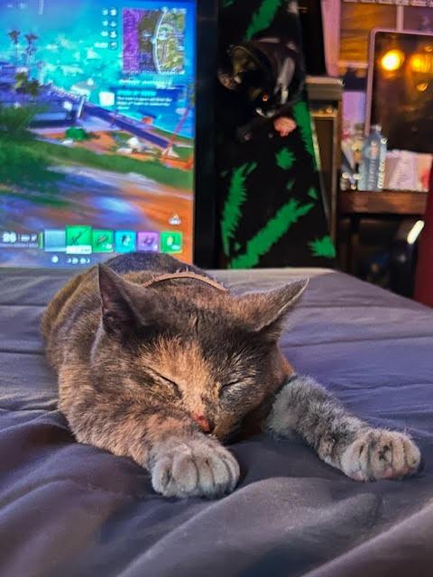 Enlarge MiMi, a Adoptable Domestic Short Hair in Arthur, ON image 4/5