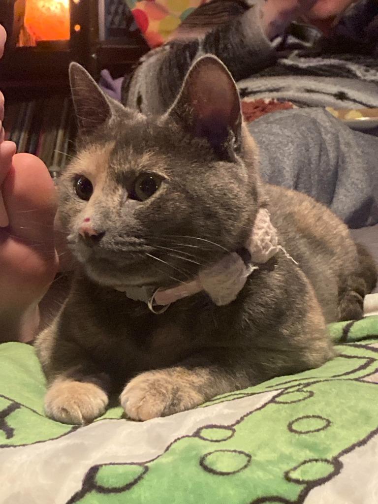 Enlarge MiMi, a Adoptable Domestic Short Hair in Arthur, ON image 5/5