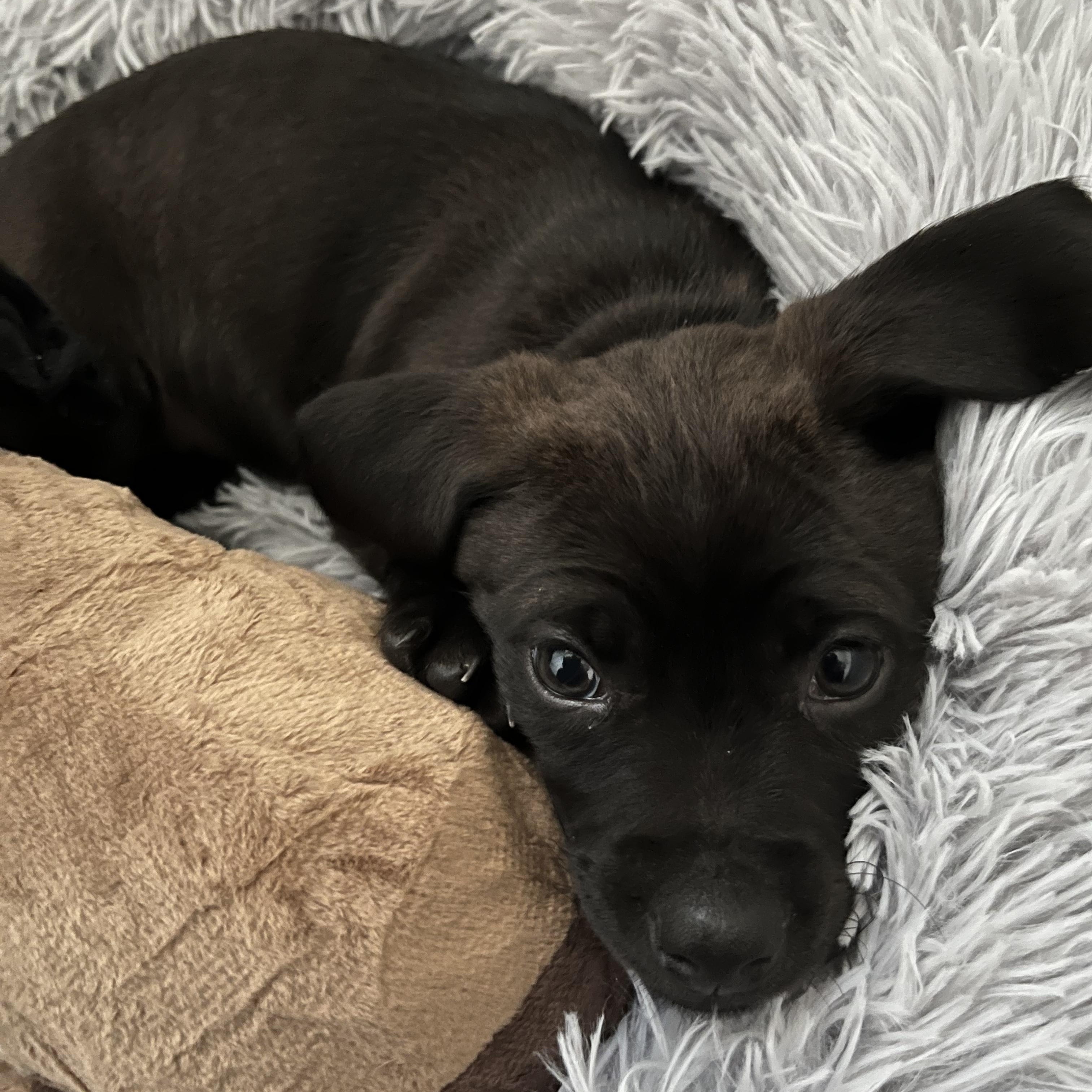 Ember, an adopted mixed breed in West Valley, UT image 3/4