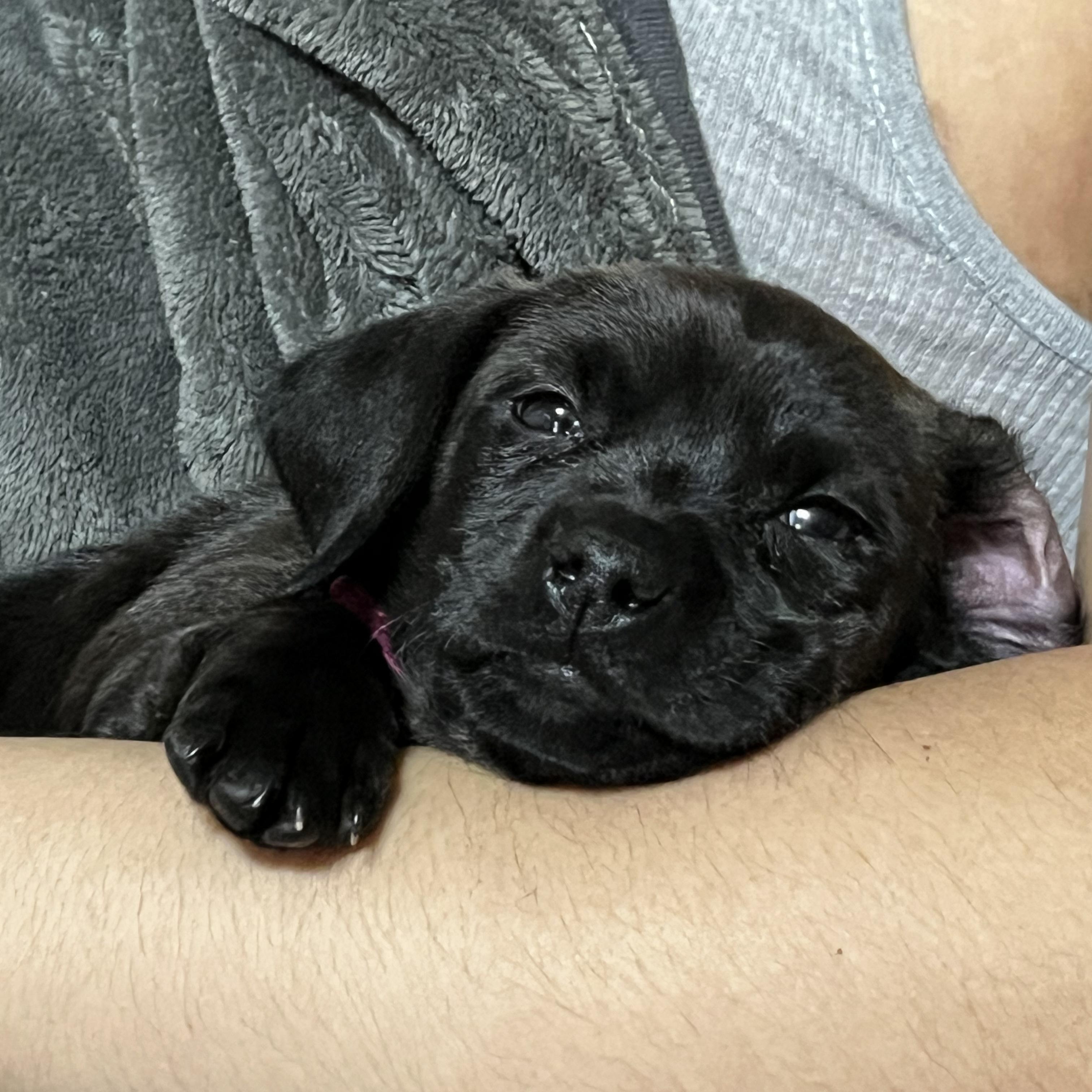 Ember, an adopted mixed breed in West Valley, UT image 2/4