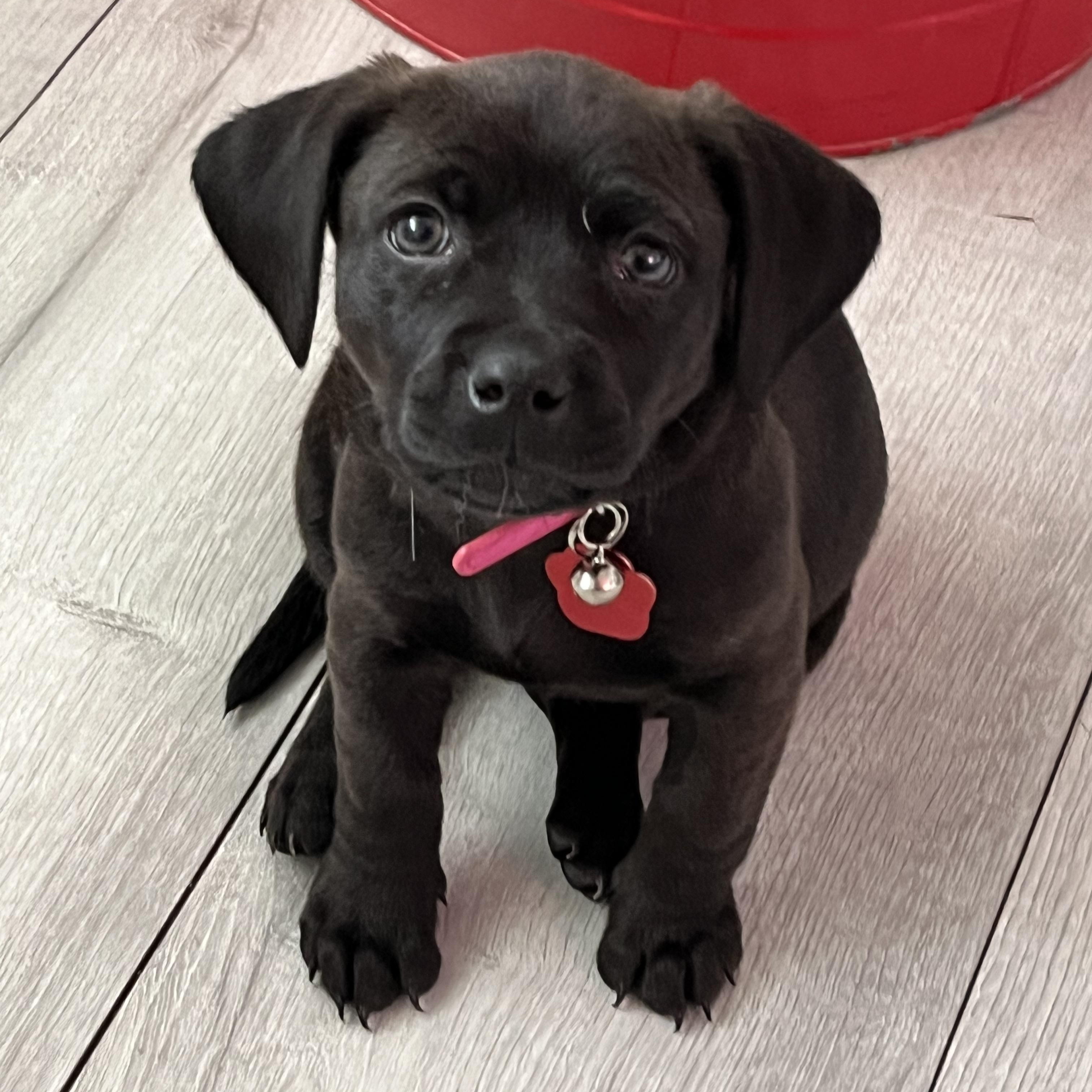 Ember, an adopted mixed breed in West Valley, UT image 1/4