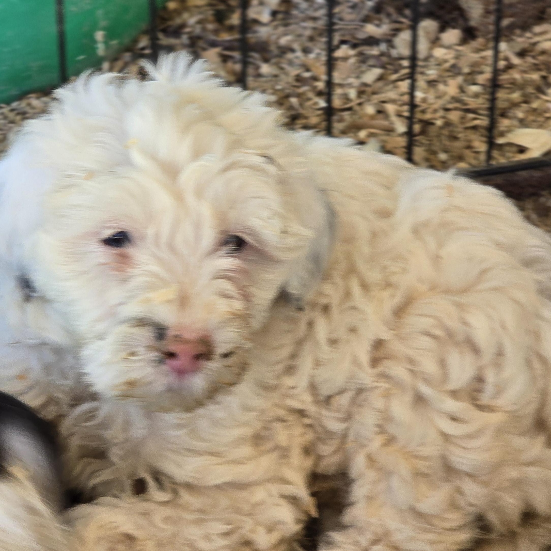 Enlarge Rinti, a ADOPTABLE Cockapoo in Zaleski, OH image 1/1
