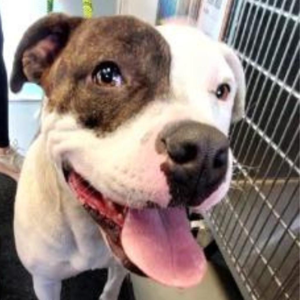 Brynn, a Adoptable mixed breed in Barron, WI image 1/6