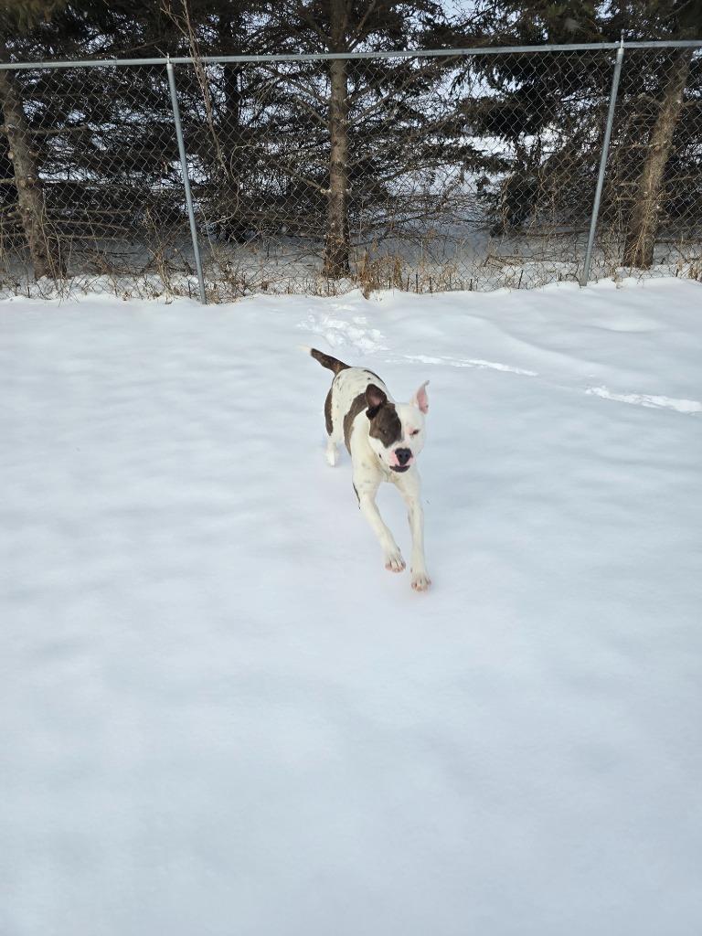 Brynn, a Adoptable mixed breed in Barron, WI image 2/6