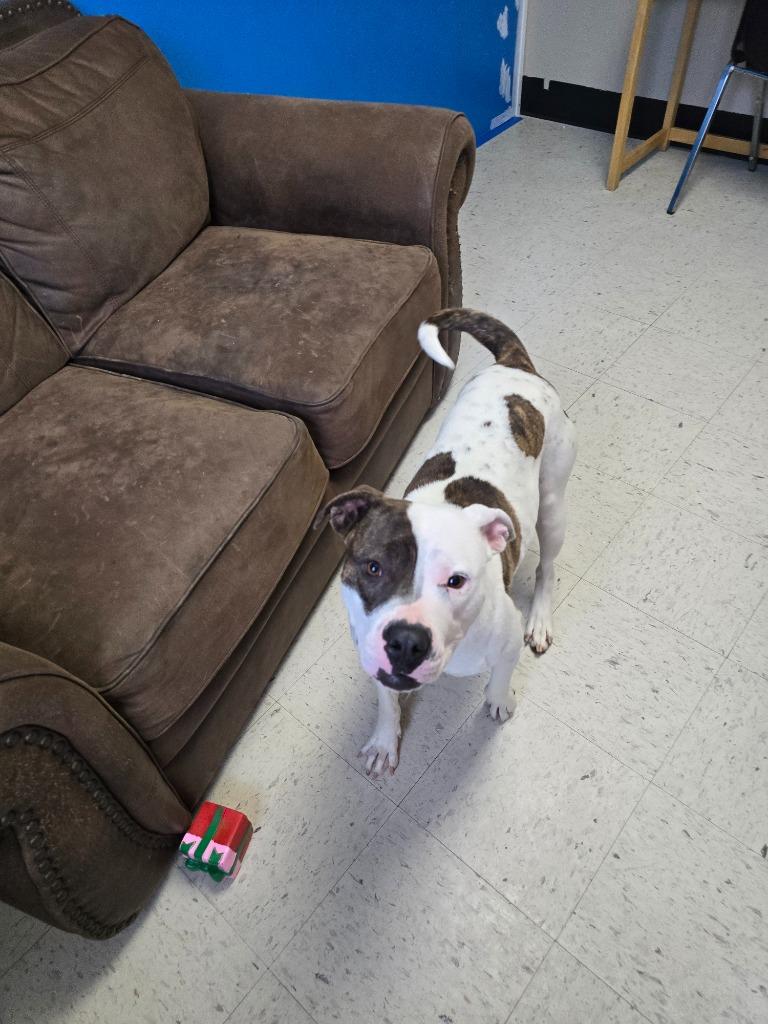 Brynn, a Adoptable mixed breed in Barron, WI image 3/6