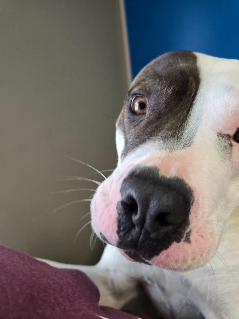 Brynn, a Adoptable mixed breed in Barron, WI image 4/6