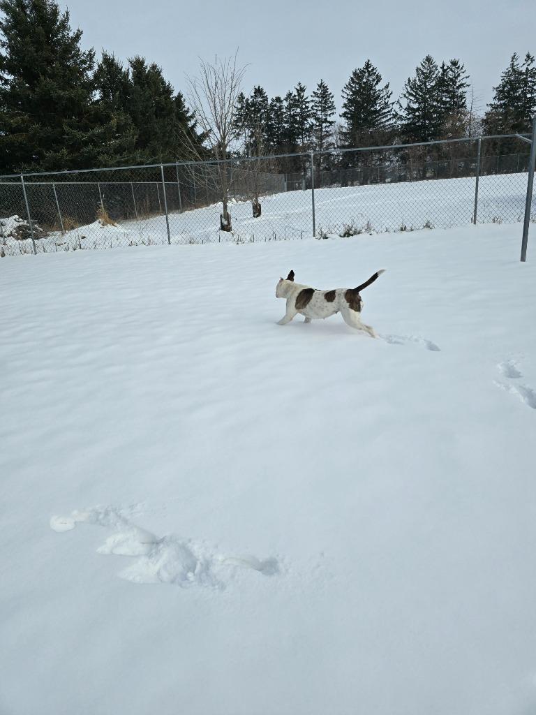 Brynn, a Adoptable mixed breed in Barron, WI image 5/6