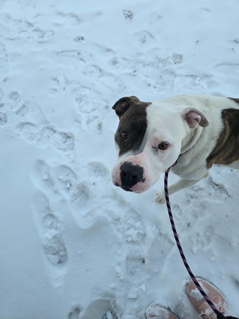 Brynn, a Adoptable mixed breed in Barron, WI image 6/6