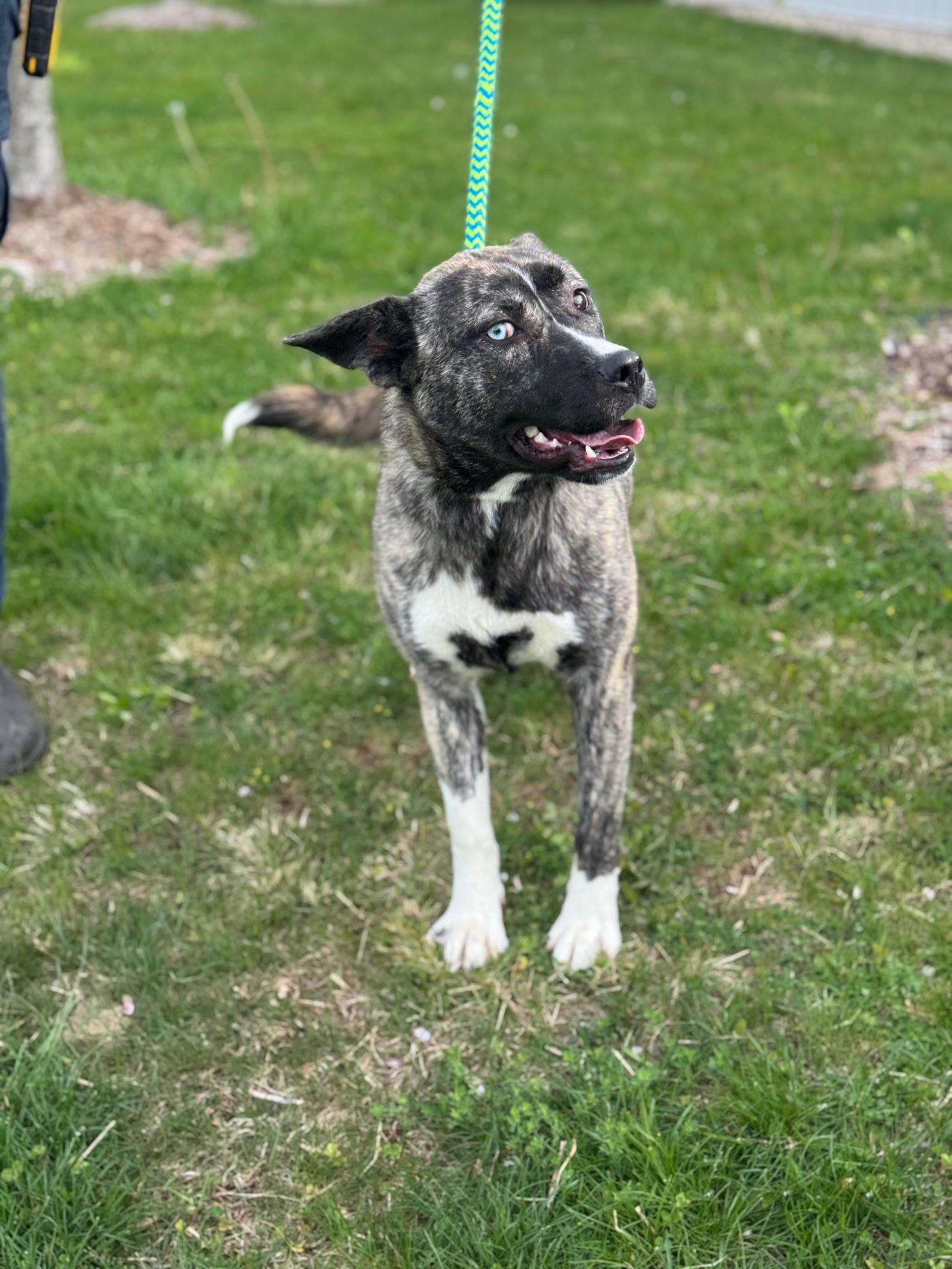 Enlarge Melody, an adopted mixed breed in Benton Harbor, MI image 2/6