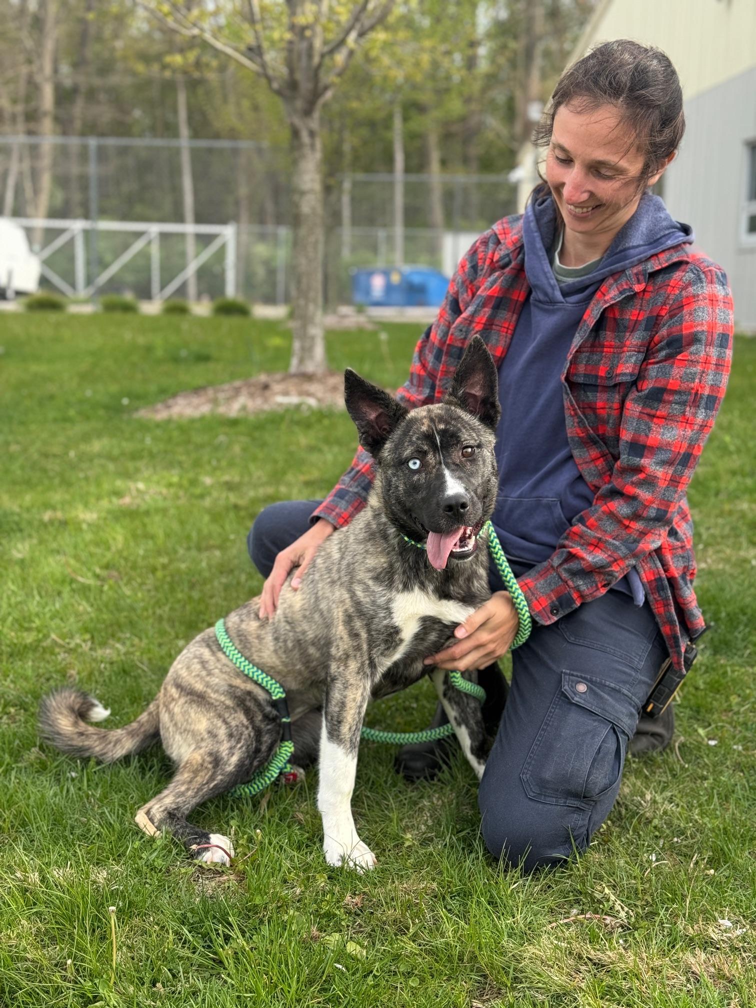Enlarge Melody, an adopted mixed breed in Benton Harbor, MI image 6/6
