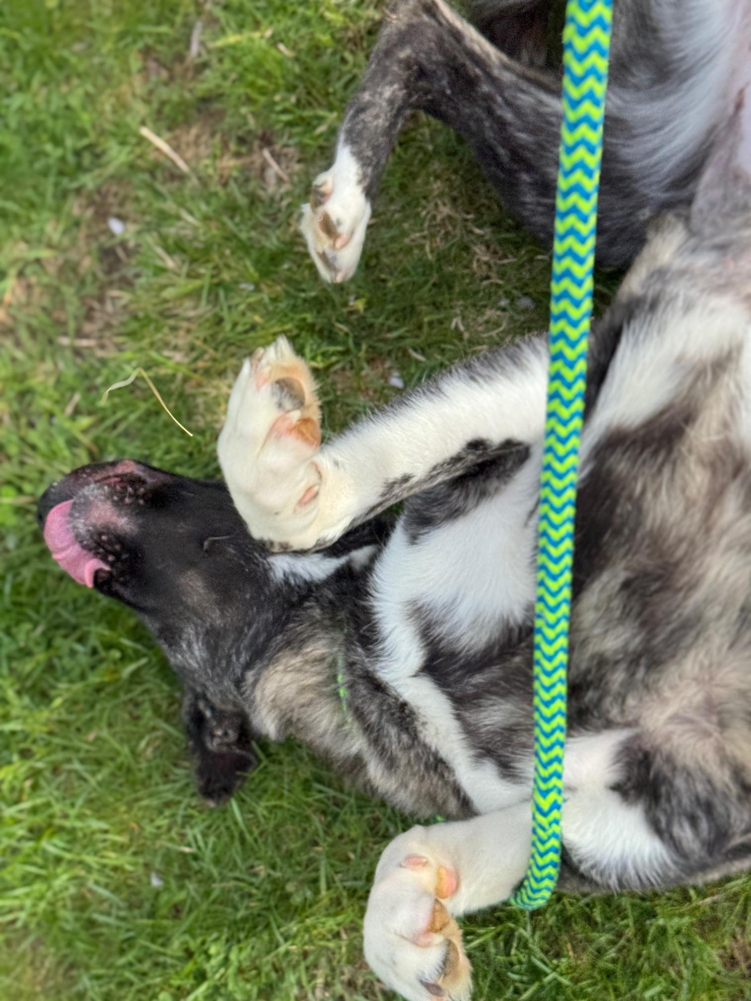 Enlarge Melody, an adopted mixed breed in Benton Harbor, MI image 3/6