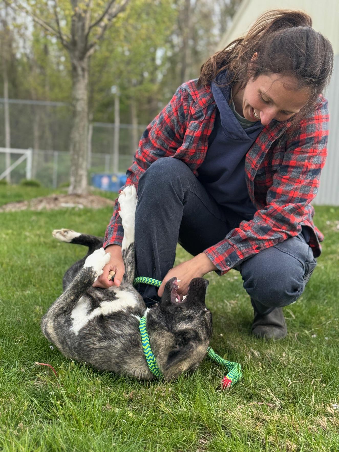 Enlarge Melody, an adopted mixed breed in Benton Harbor, MI image 5/6