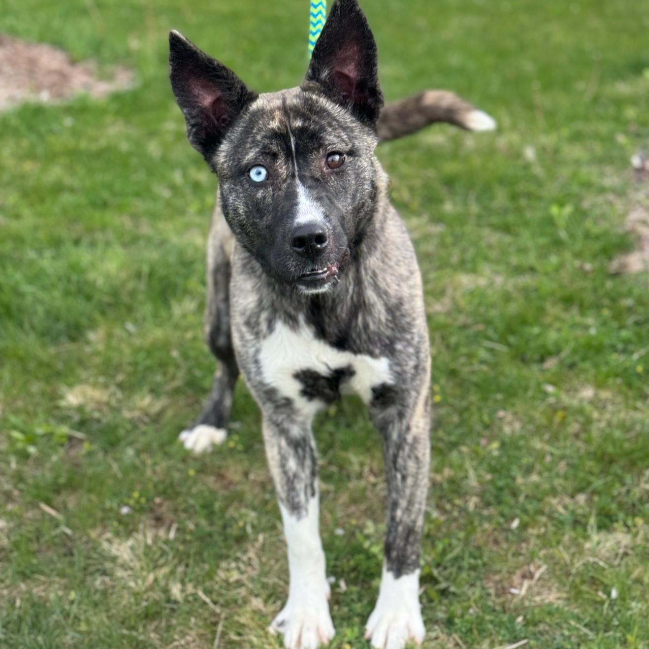 Enlarge Melody, an adopted mixed breed in Benton Harbor, MI image 1/6