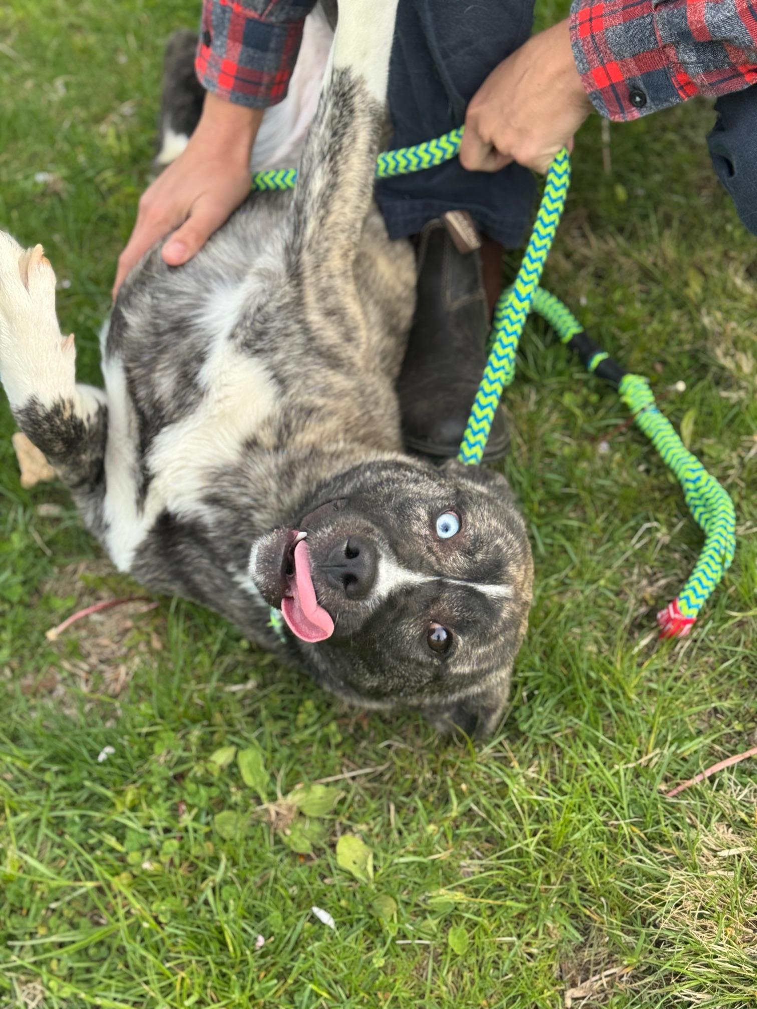 Enlarge Melody, an adopted mixed breed in Benton Harbor, MI image 4/6
