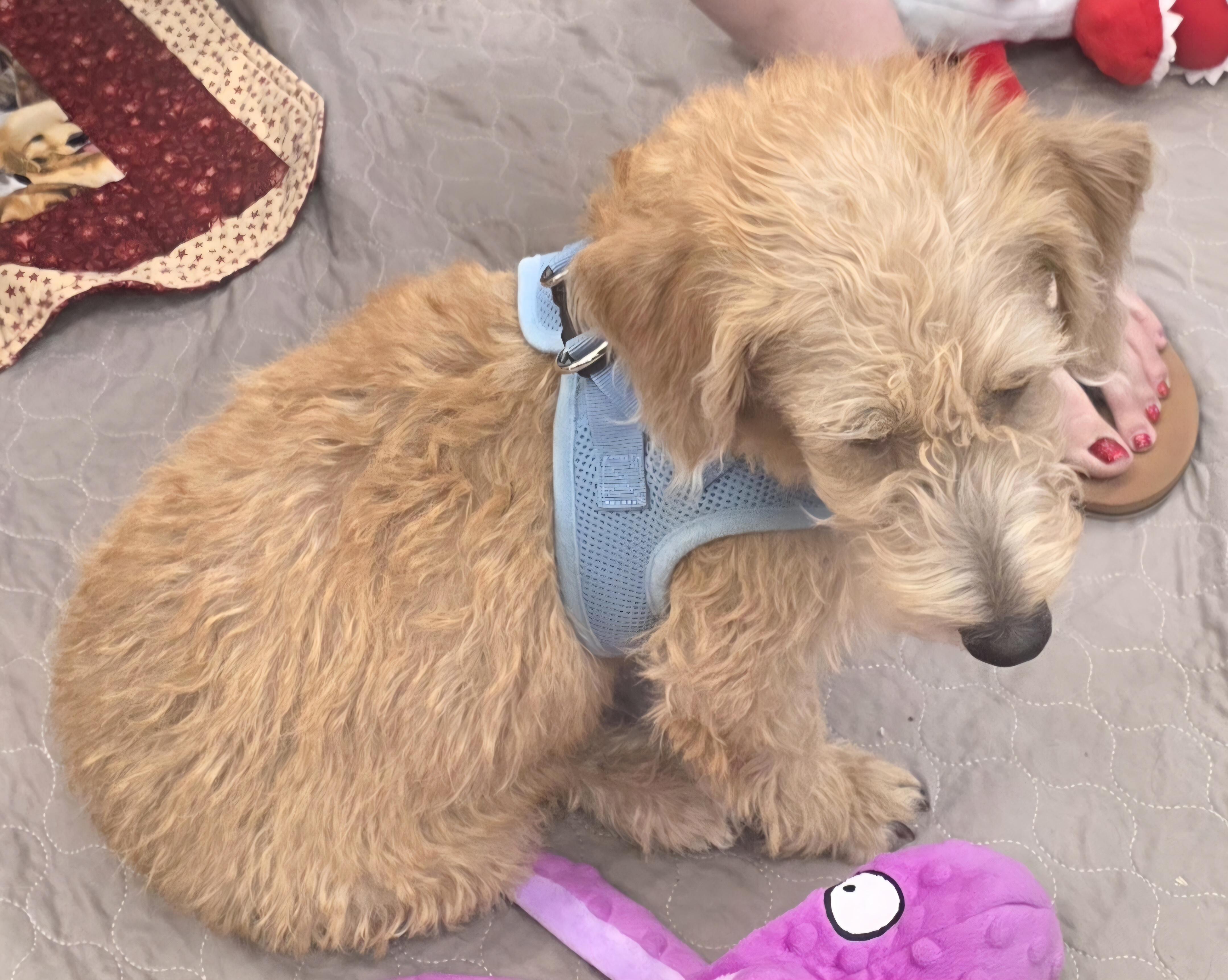 Rupert, ADOPTABLE, Young Male Terrier.